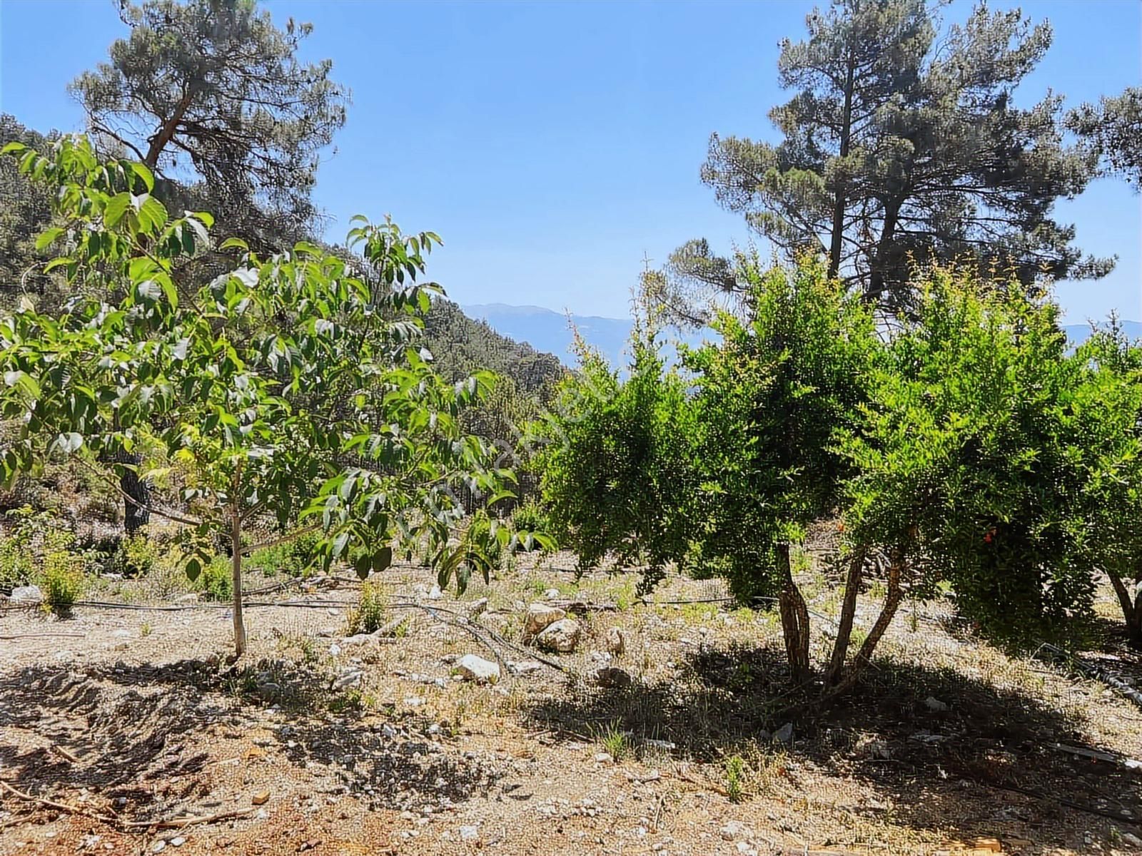 Kaş Gürsu Mah. De 1.600 M2 Nar Bahçesi Krediye Uygun - Görsel 12