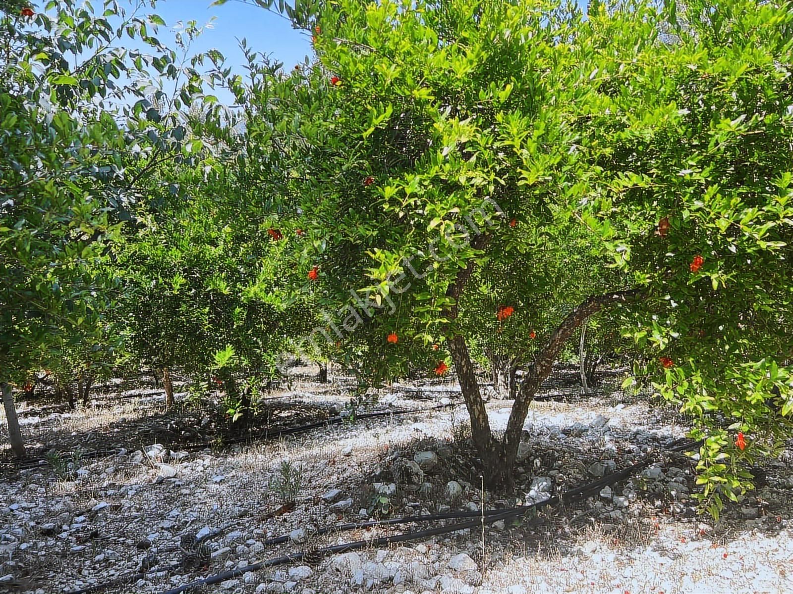 Kaş Gürsu Mah. De 1.600 M2 Nar Bahçesi Krediye Uygun - Görsel 13
