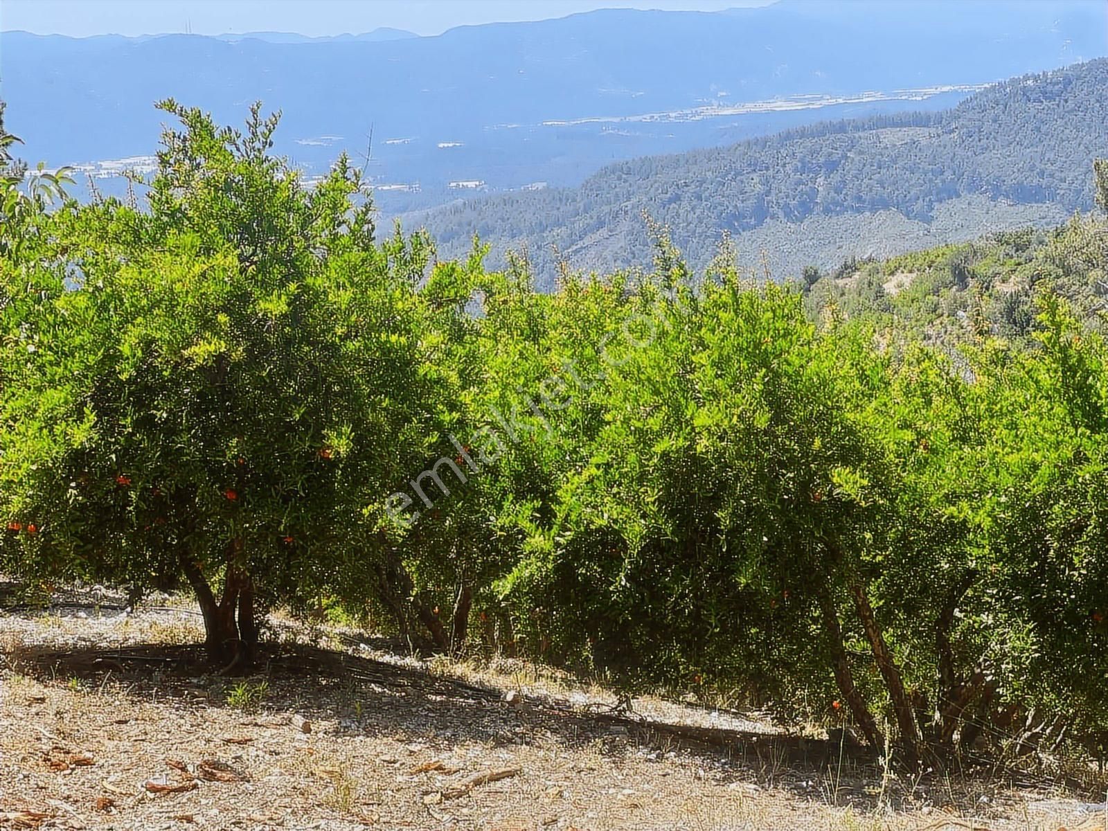 Kaş Gürsu Mah. De 1.600 M2 Nar Bahçesi Krediye Uygun - Görsel 2