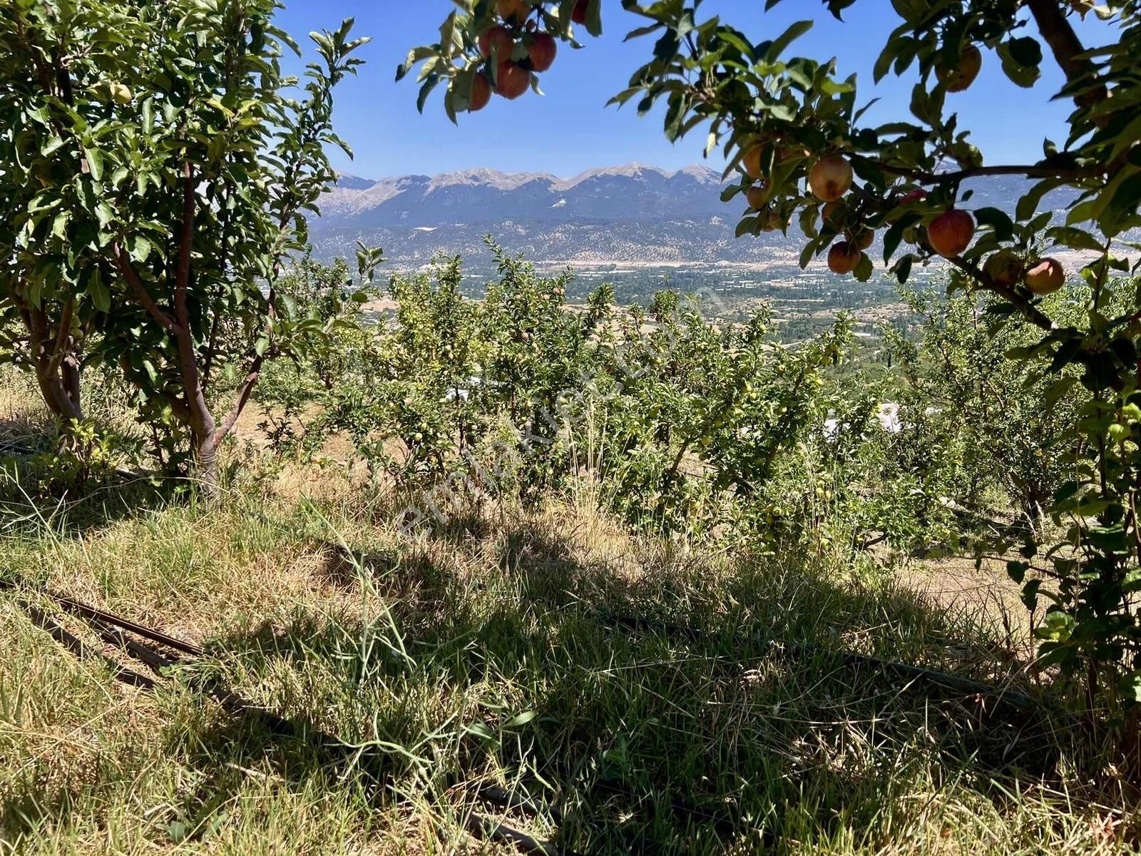 Kaş Gömbe De Elma Bahçesi Kurulu Düzen 16.000 M2 - Görsel 24
