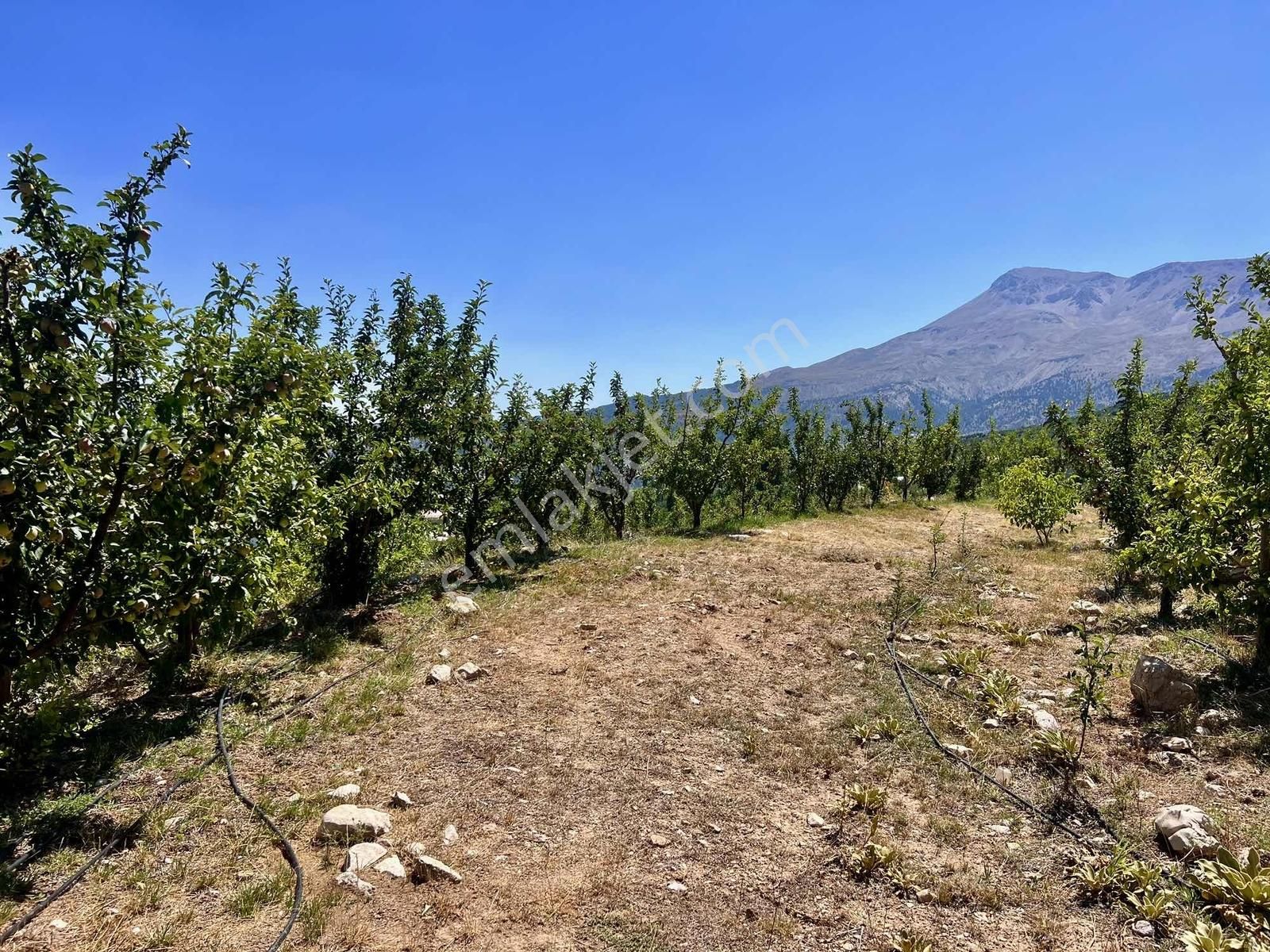 Kaş Gömbe De Elma Bahçesi Kurulu Düzen 16.000 M2 - Görsel 5