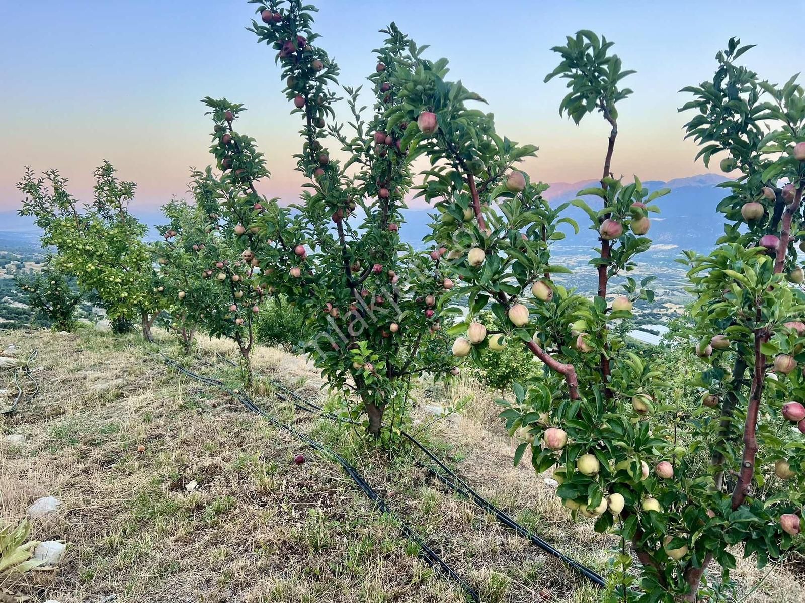 Kaş Gömbe De Elma Bahçesi Kurulu Düzen 16.000 M2 - Görsel 4