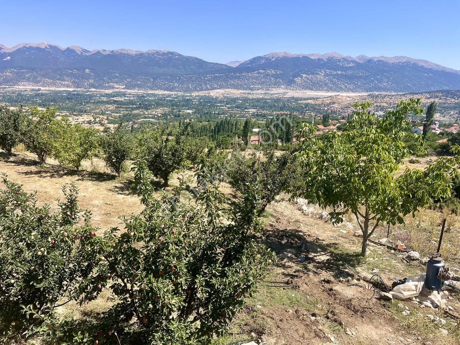 Kaş Gömbe De Elma Bahçesi Kurulu Düzen 16.000 M2 - Görsel 3