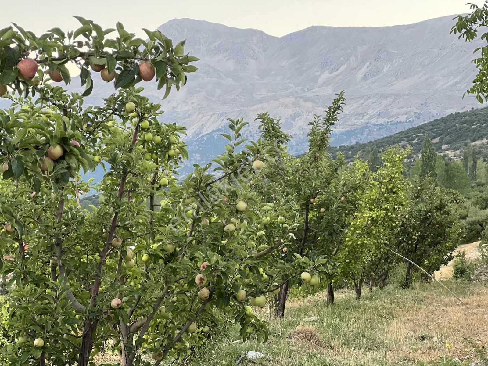 Kaş Gömbe De Elma Bahçesi Kurulu Düzen 16.000 M2 - Görsel 2