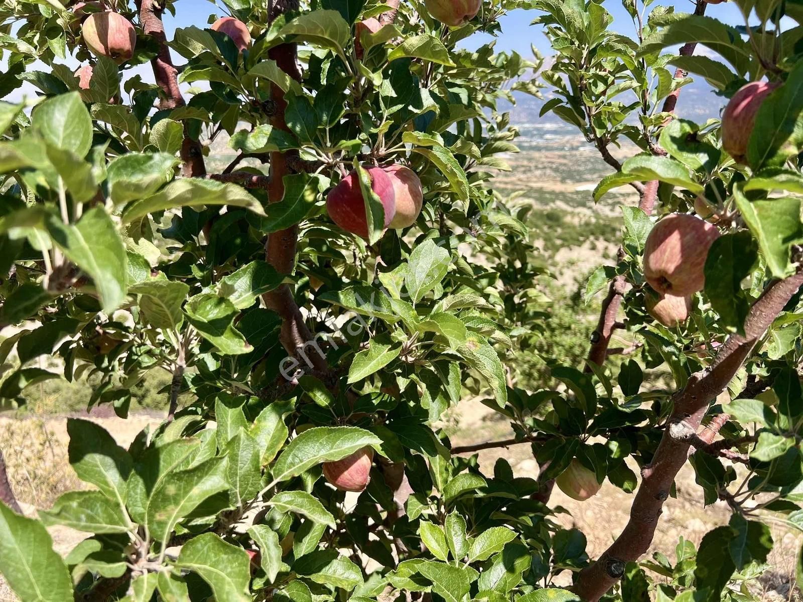 Kaş Gömbe De Elma Bahçesi Kurulu Düzen 16.000 M2 - Görsel 13