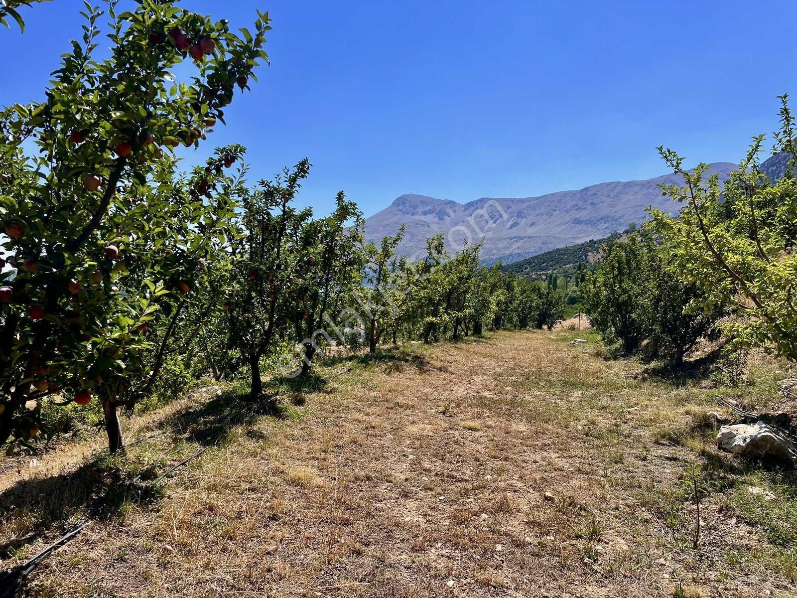 Kaş Gömbe De Elma Bahçesi Kurulu Düzen 16.000 M2 - Görsel 19