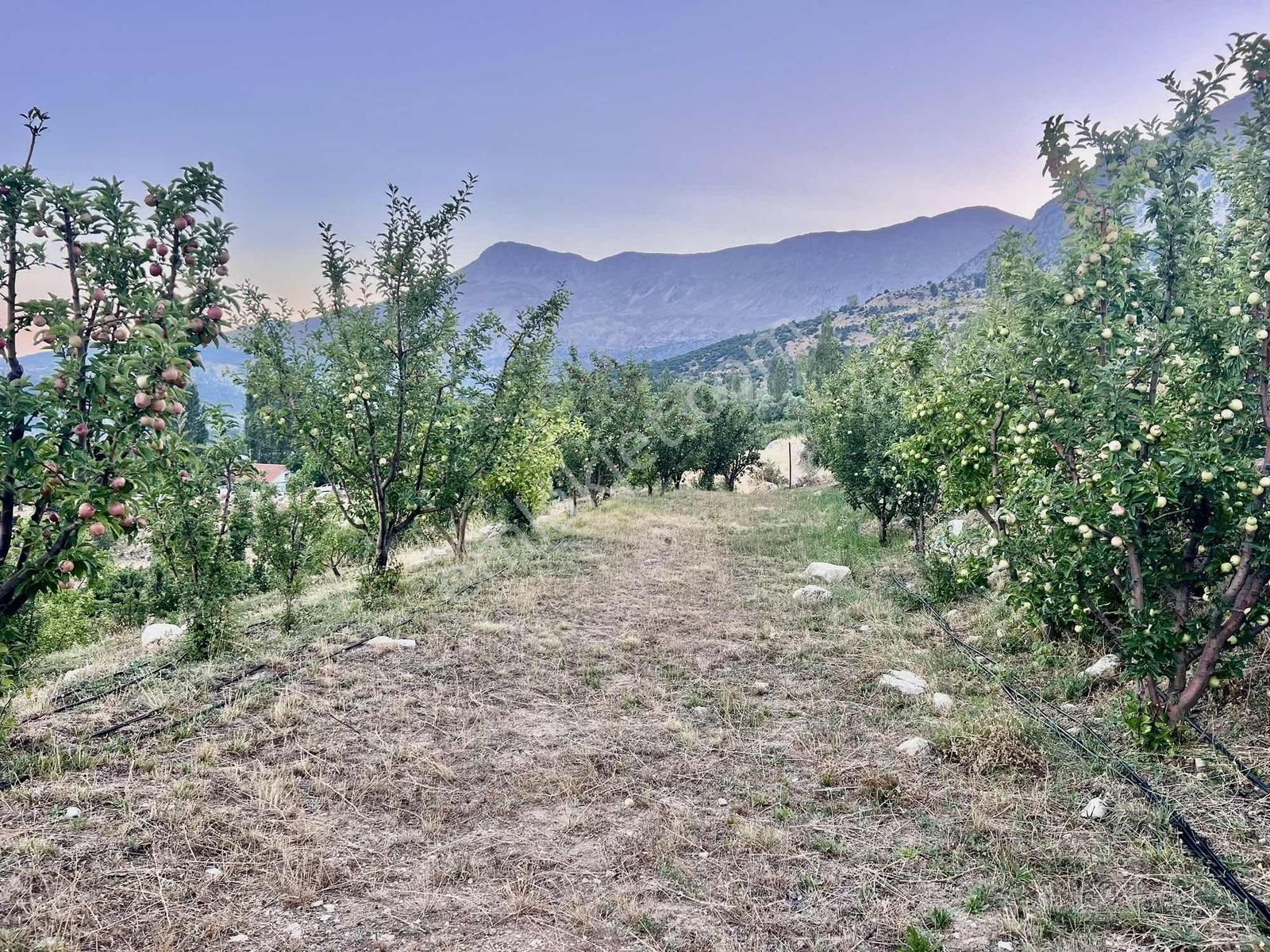 Kaş Gömbe De Elma Bahçesi Kurulu Düzen 16.000 M2