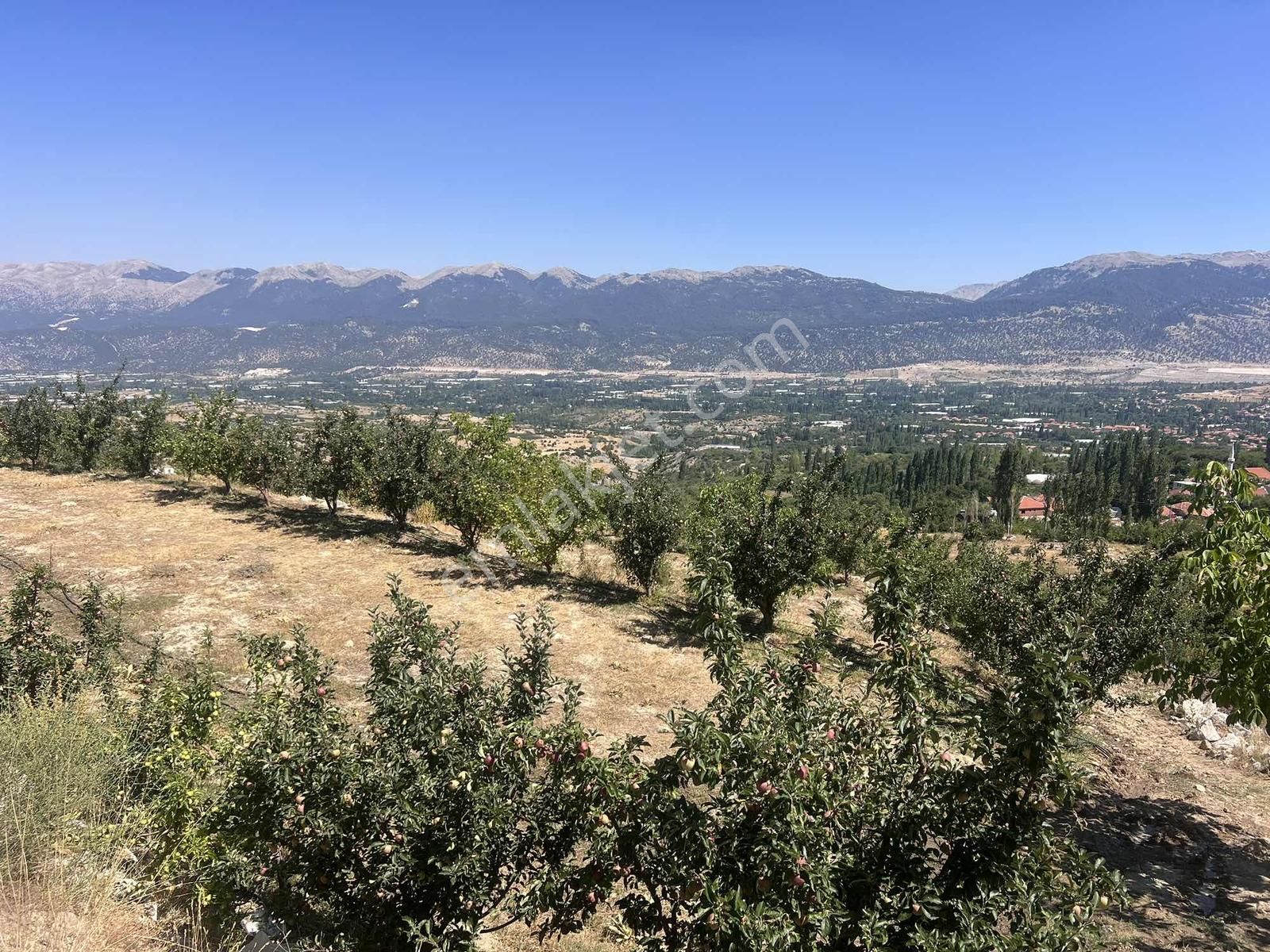 Kaş Gömbe De Elma Bahçesi Kurulu Düzen 16.000 M2 - Görsel 12