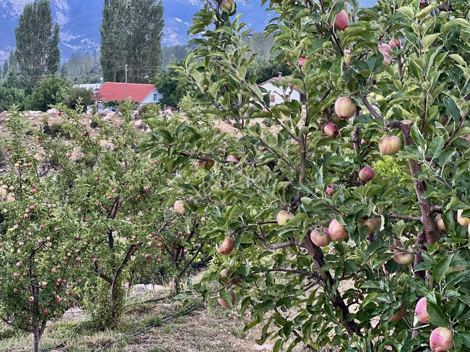 Kaş Gömbe De Elma Bahçesi Kurulu Düzen 16.000 M2 - Görsel 27