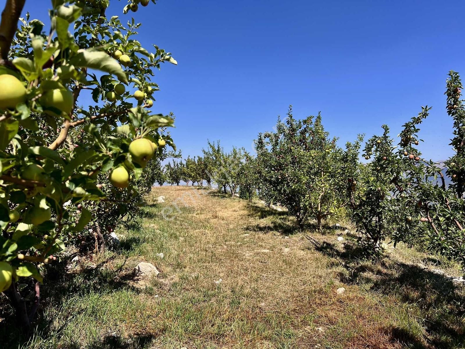 Kaş Gömbe De Elma Bahçesi Kurulu Düzen 16.000 M2 - Görsel 10