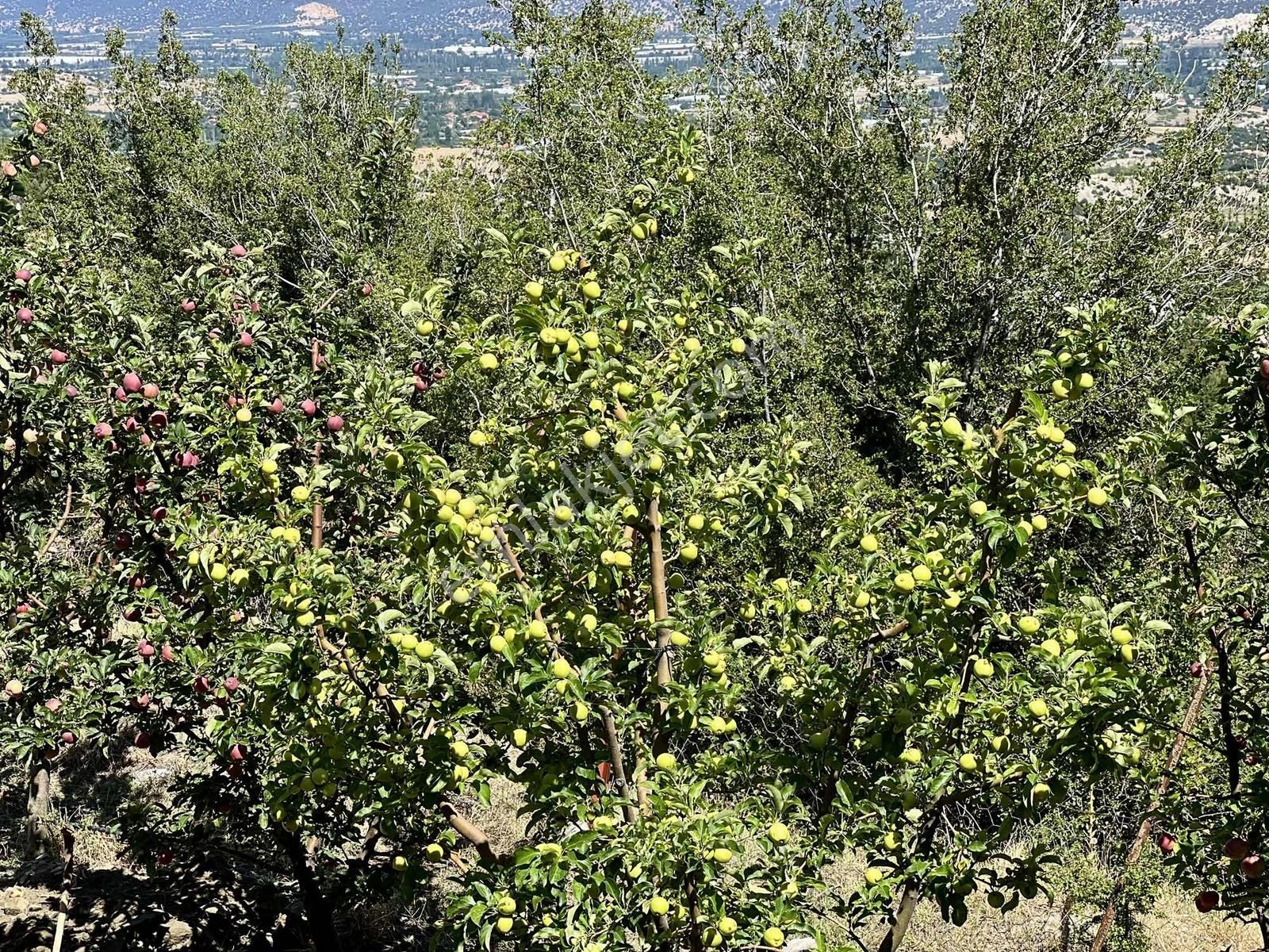 Kaş Gömbe De Elma Bahçesi Kurulu Düzen 16.000 M2 - Görsel 21