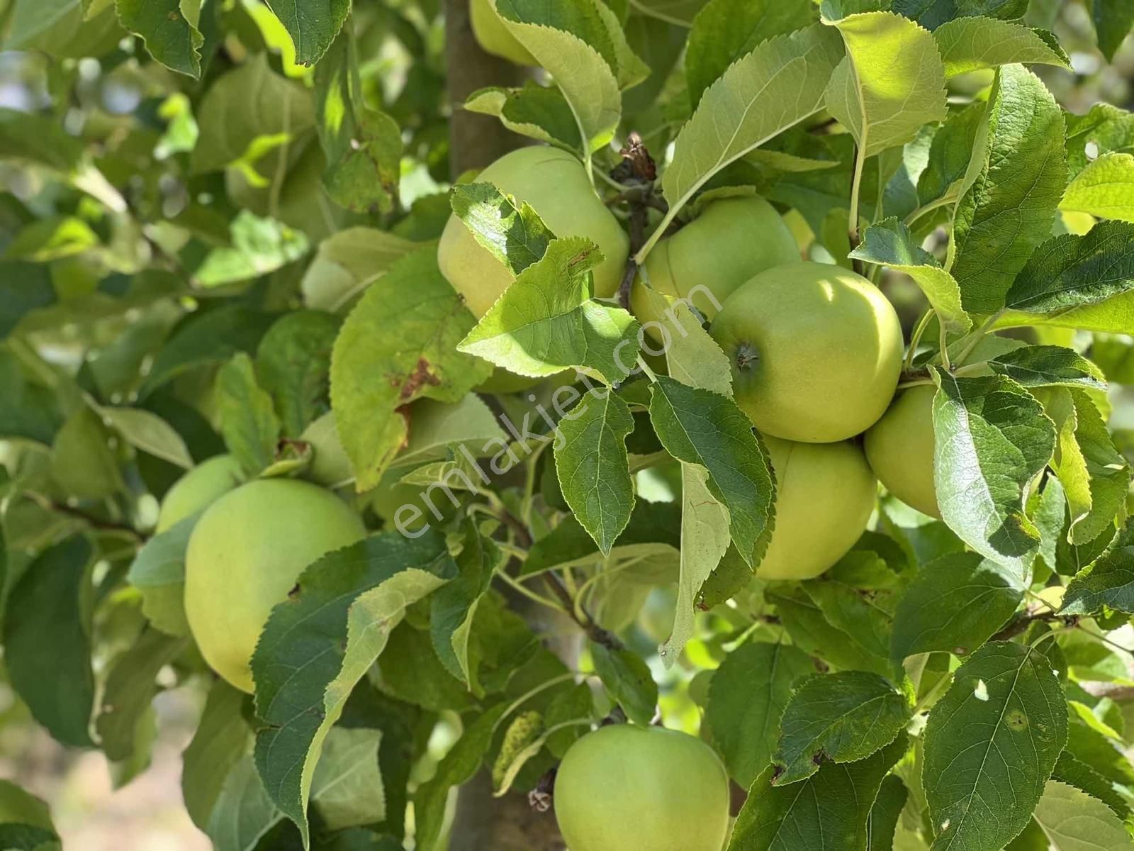 Kaş Gömbe De Elma Bahçesi Kurulu Düzen 16.000 M2 - Görsel 35