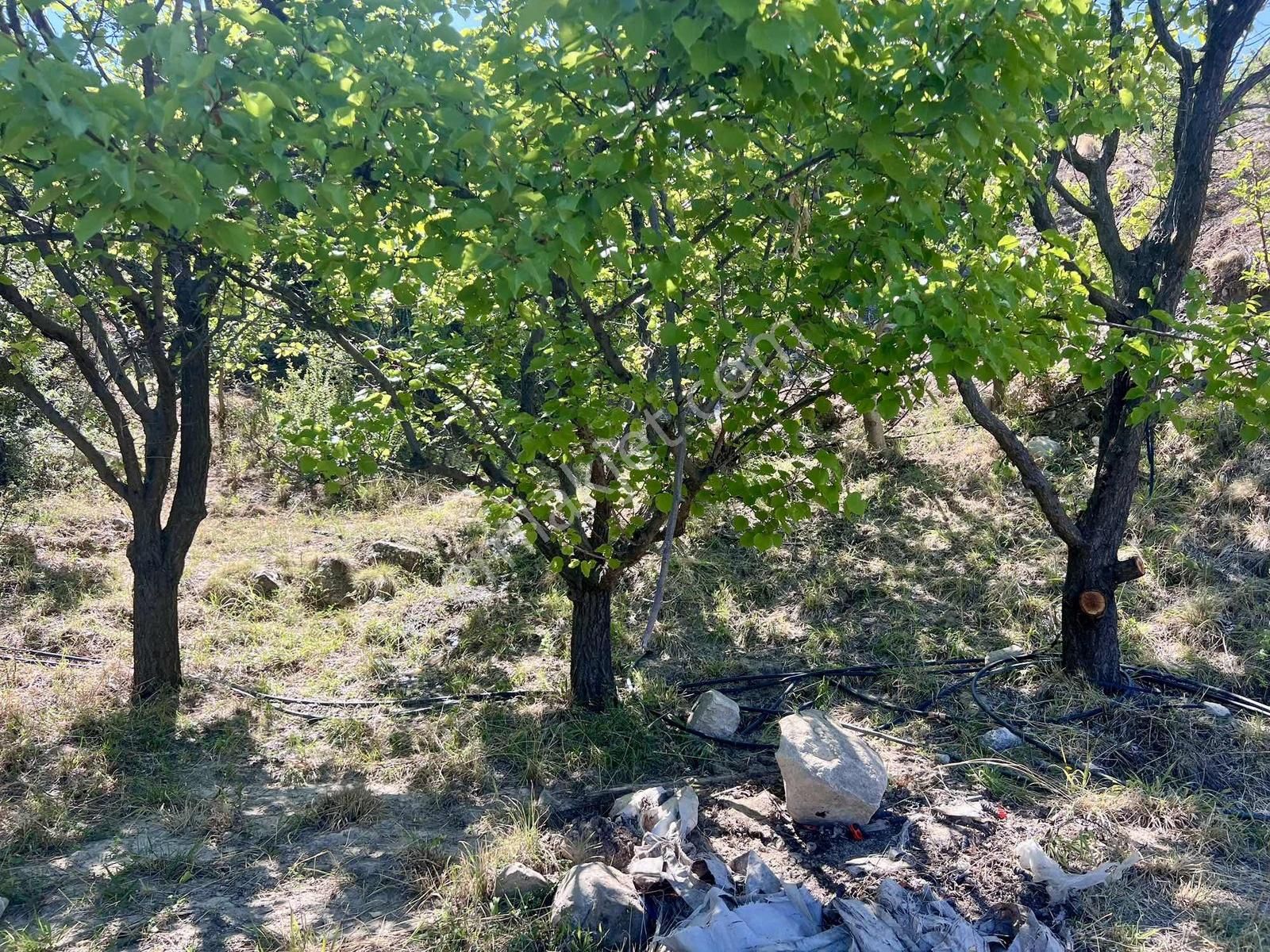 Kaş Gömbe De Elma Bahçesi Kurulu Düzen 16.000 M2 - Görsel 22