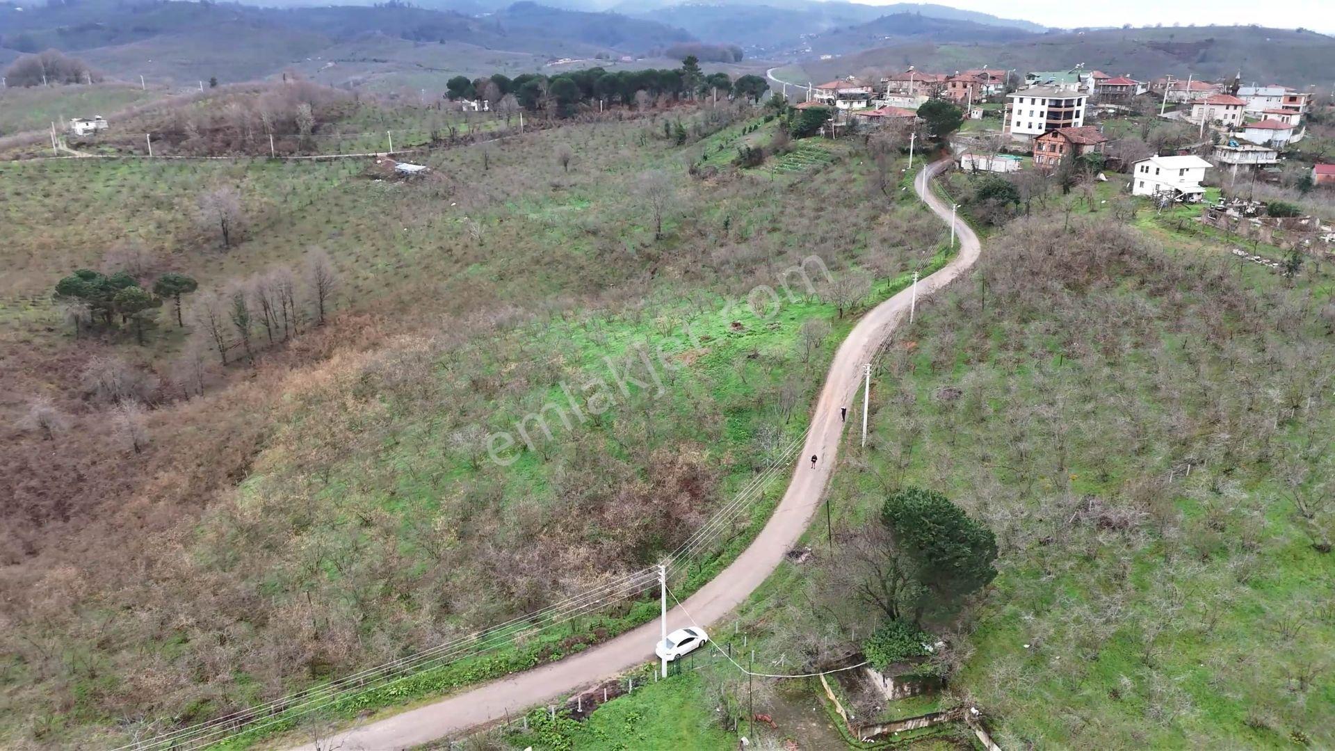 Akçakoca Göktepe Köyünde Kısmi İmarlı Bakımlı Fındık Bahçesi - Görsel 5