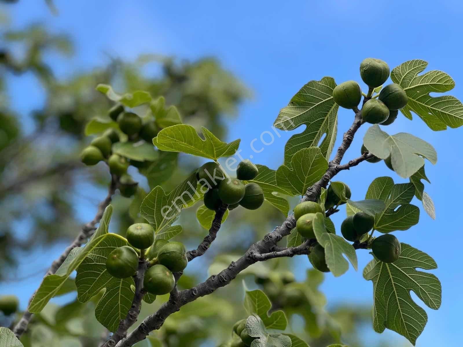 Kaş Ahatlı Ev Ve 1.100 M2 Bahçe Kaş A 15 Dk Müstakil Tapulu - Görsel 21