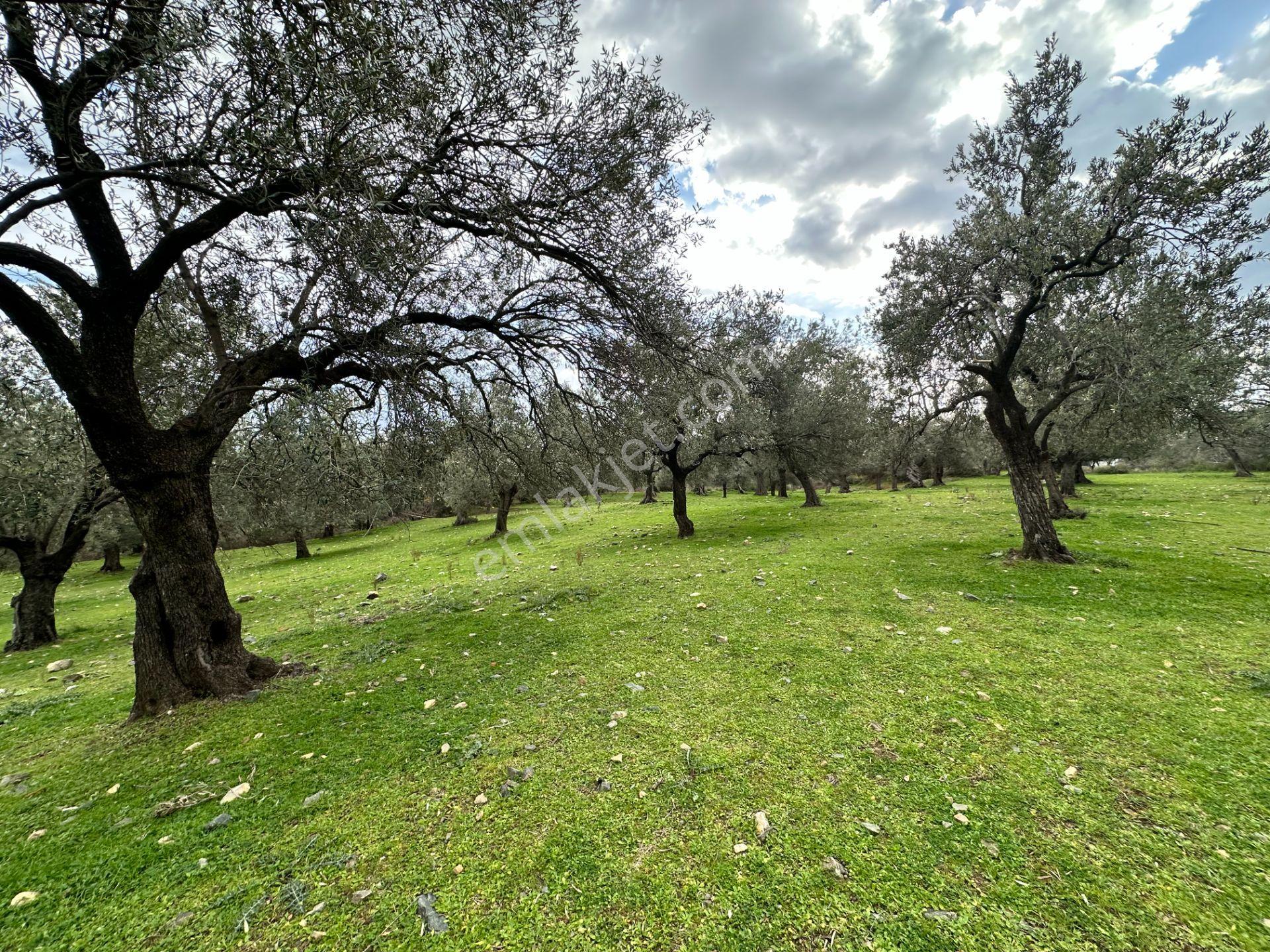 ▀▄mera Emlaktan Kazdağları Güre Mah. 2 Villalık 462m2 Net Arsa - Görsel 10