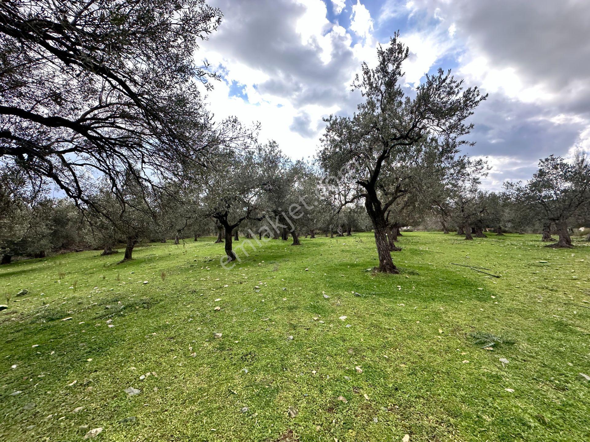 ▀▄mera Emlaktan Kazdağları Güre Mah. 2 Villalık 462m2 Net Arsa - Görsel 24