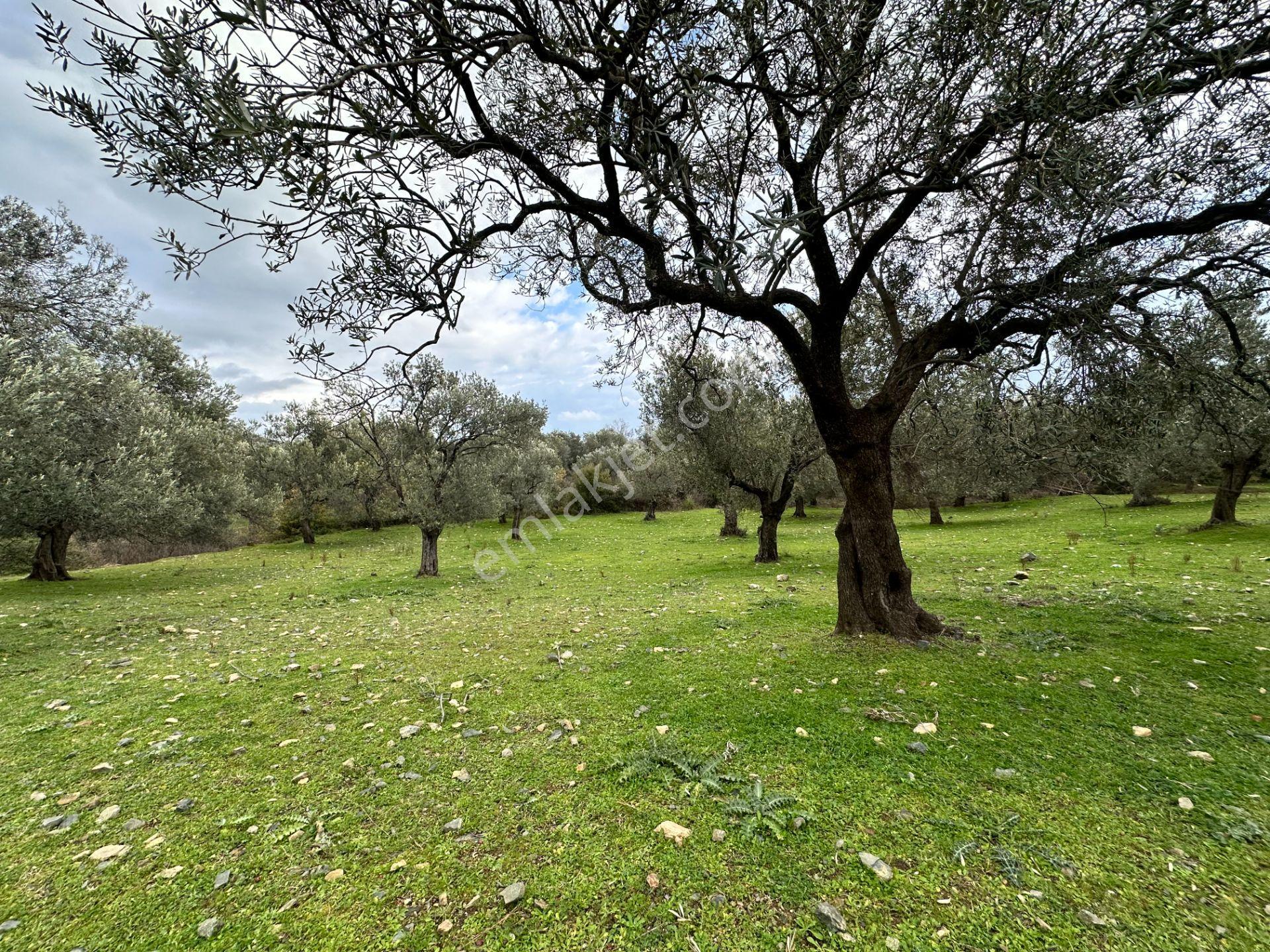 ▀▄mera Emlaktan Kazdağları Güre Mah. 2 Villalık 462m2 Net Arsa - Görsel 14