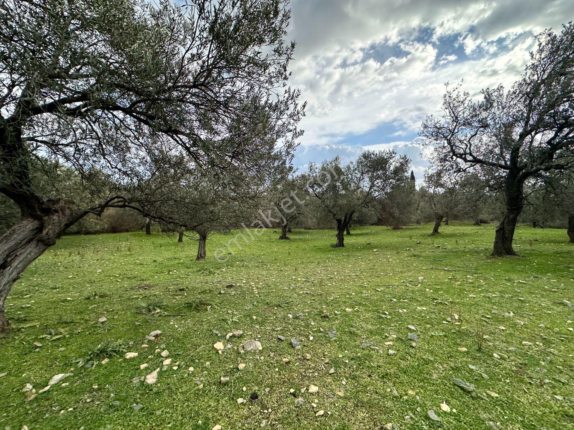 ▀▄mera Emlaktan Kazdağları Güre Mah. 2 Villalık 462m2 Net Arsa - Görsel 3
