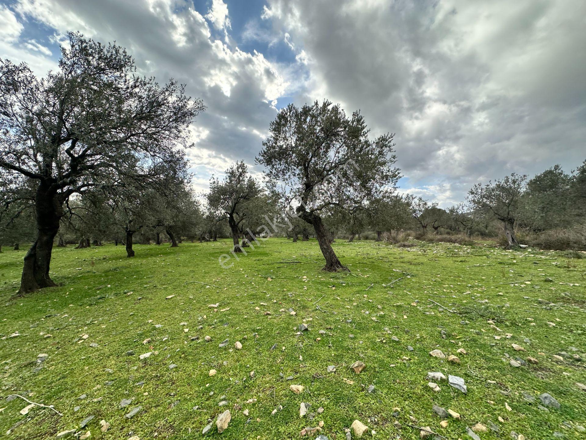 ▀▄mera Emlaktan Kazdağları Güre Mah. 2 Villalık 462m2 Net Arsa - Görsel 34