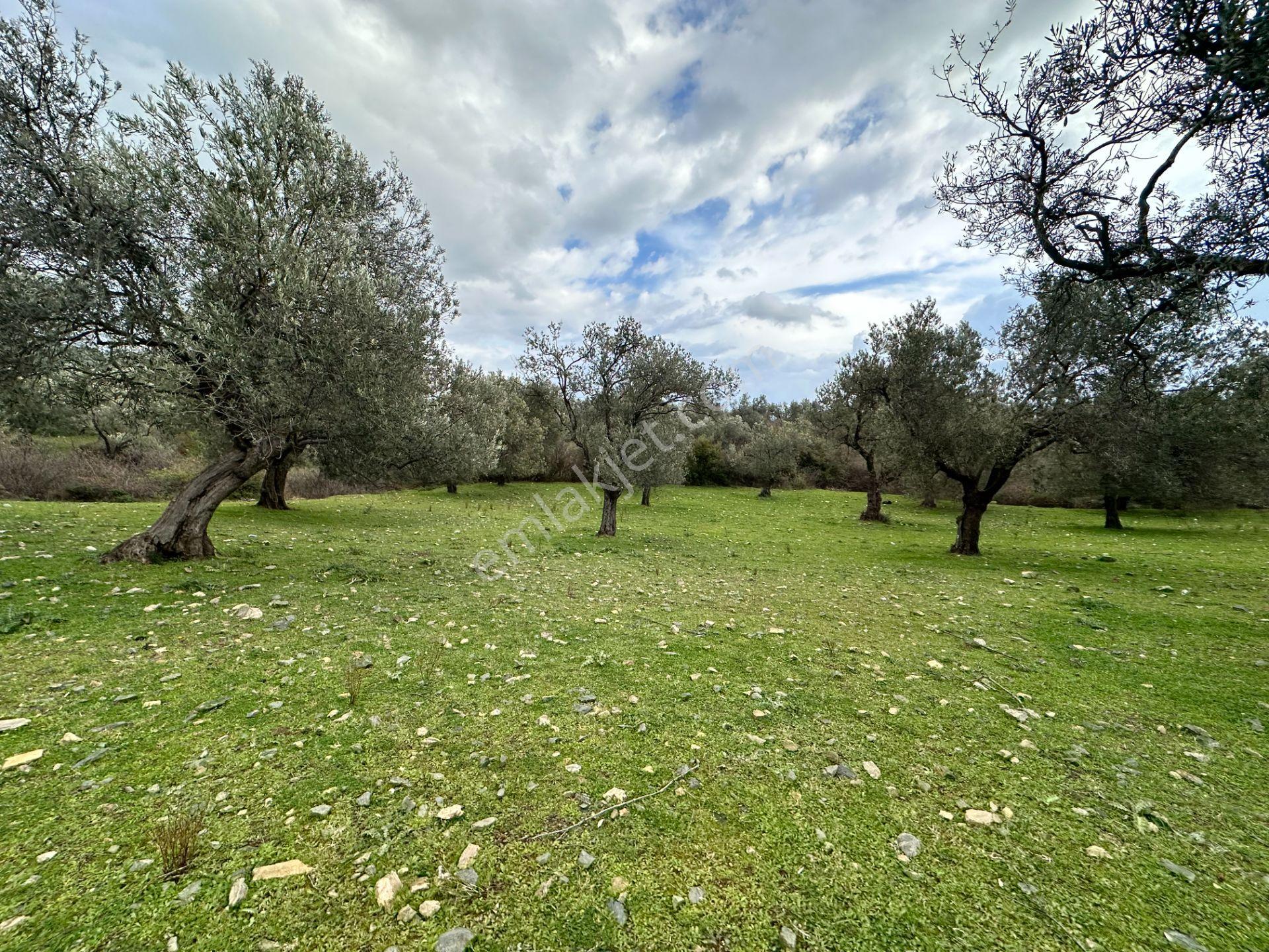 ▀▄mera Emlaktan Kazdağları Güre Mah. 2 Villalık 462m2 Net Arsa - Görsel 32