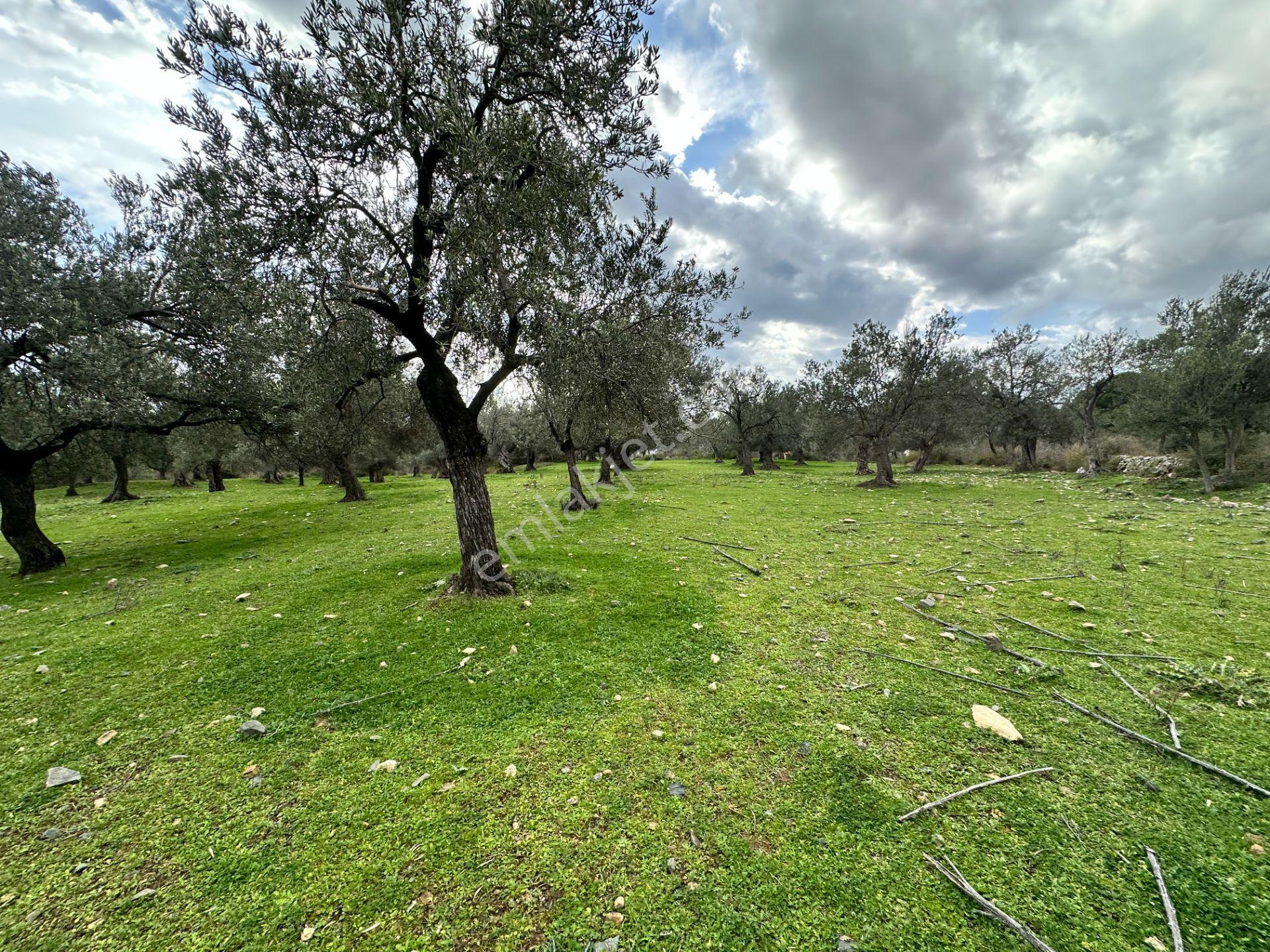 ▀▄mera Emlaktan Kazdağları Güre Mah. 2 Villalık 462m2 Net Arsa - Görsel 16