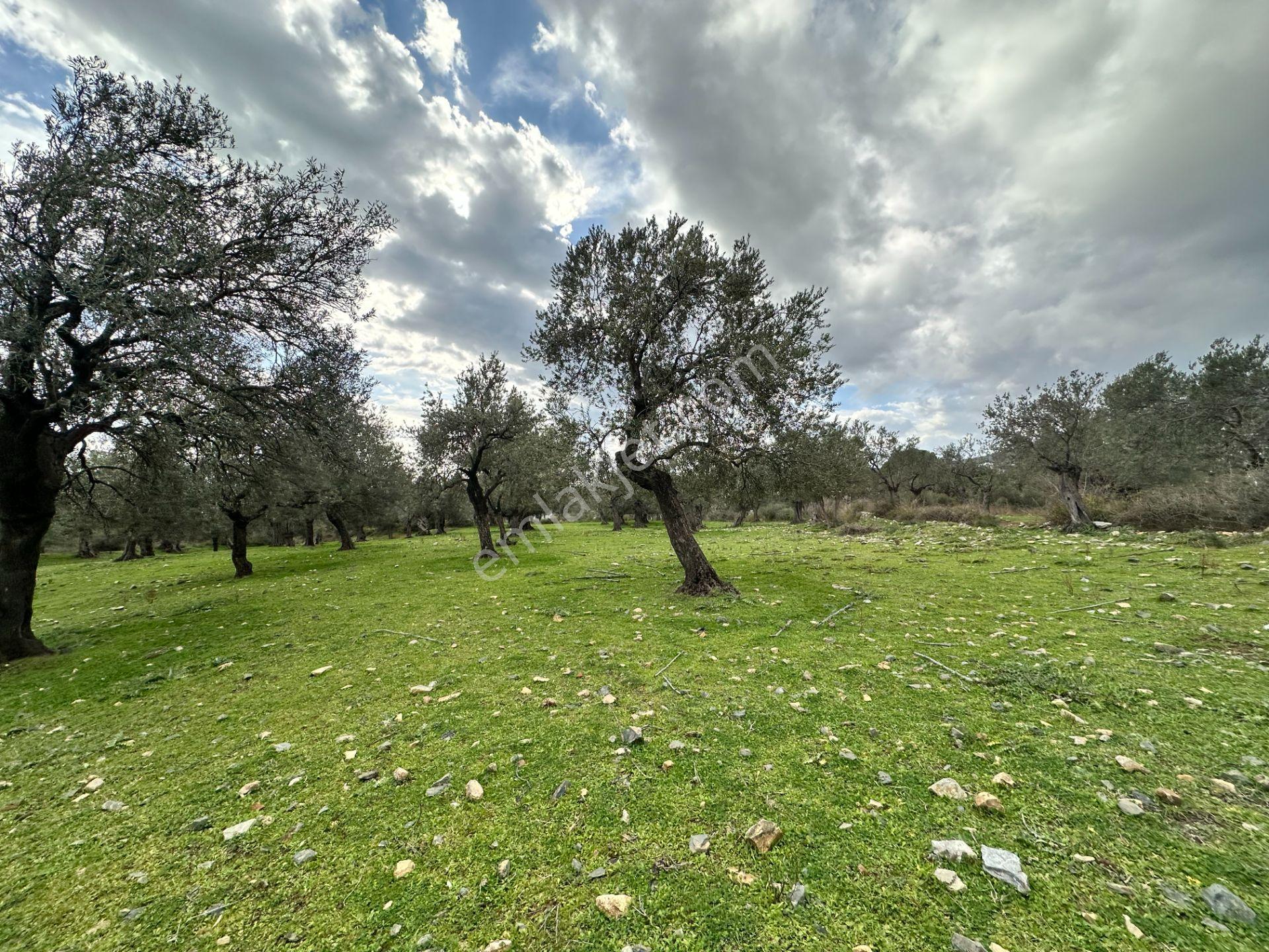 ▀▄mera Emlaktan Kazdağları Güre Mah. 2 Villalık 462m2 Net Arsa - Görsel 26