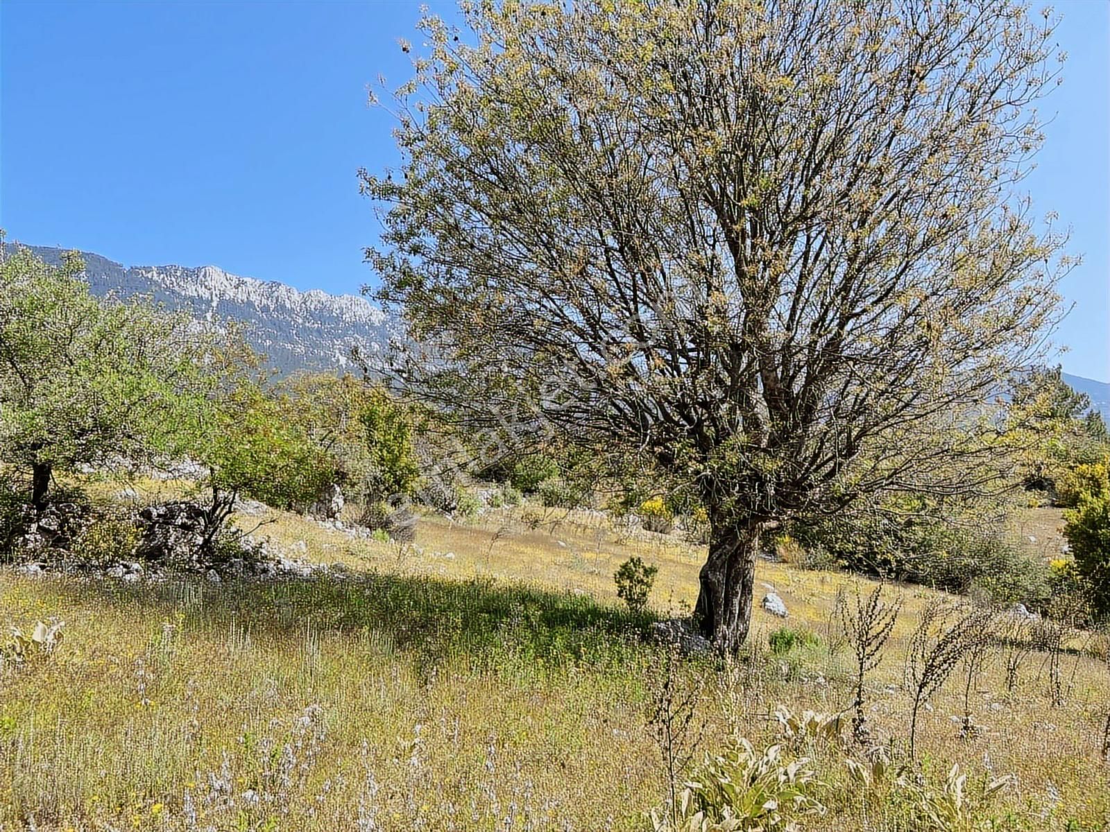 Kaş Mega Dan Gürsu Da Yola Cephe 6.000 M2 İnşaat İzinli Parsel - Görsel 6