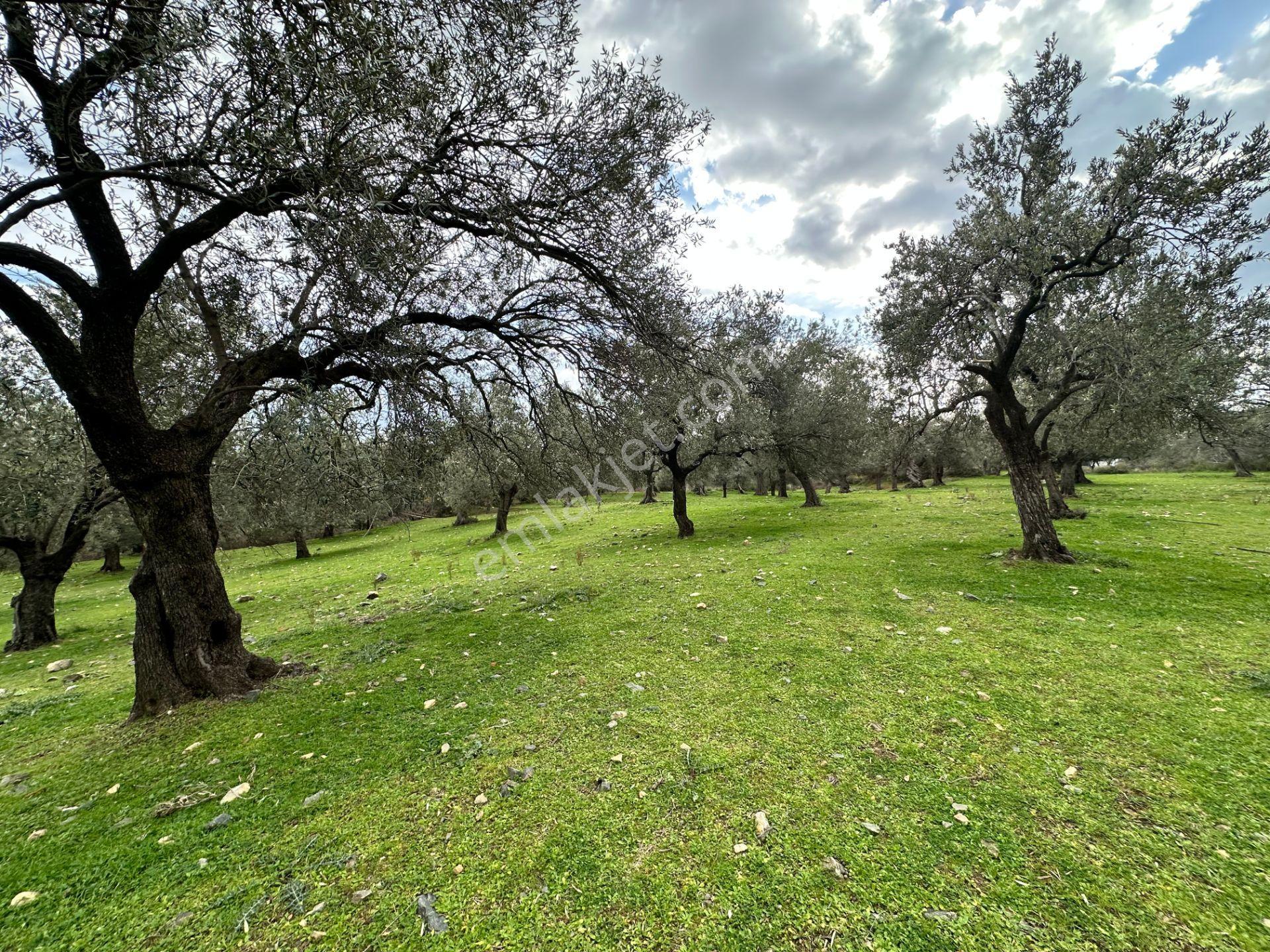 ▀▄mera Emlaktan Kazdağları Güre Mah. 16 Villalık 3872m2 Net Arsa - Görsel 5