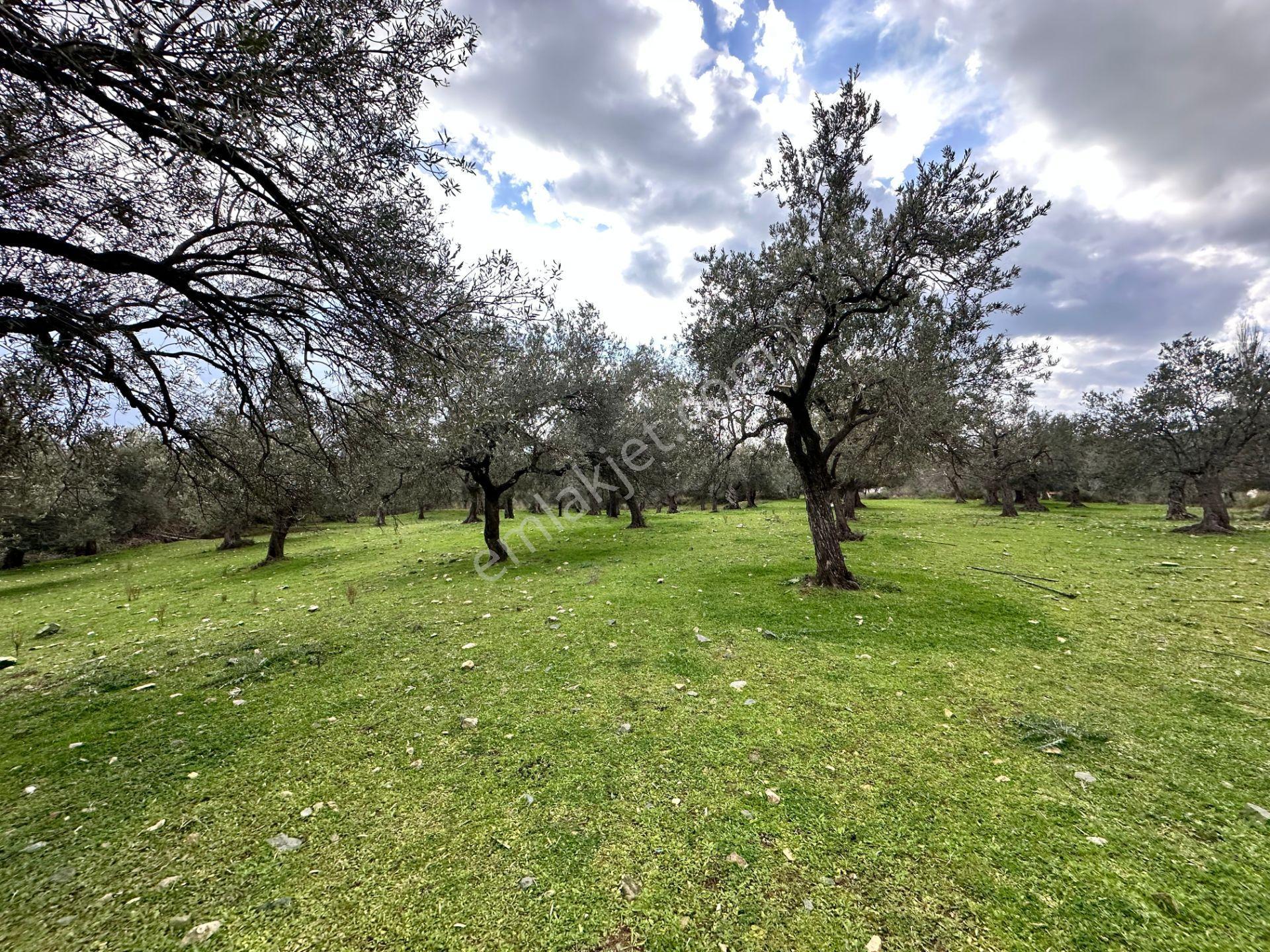 ▀▄mera Emlaktan Kazdağları Güre Mah. 16 Villalık 3872m2 Net Arsa - Görsel 12