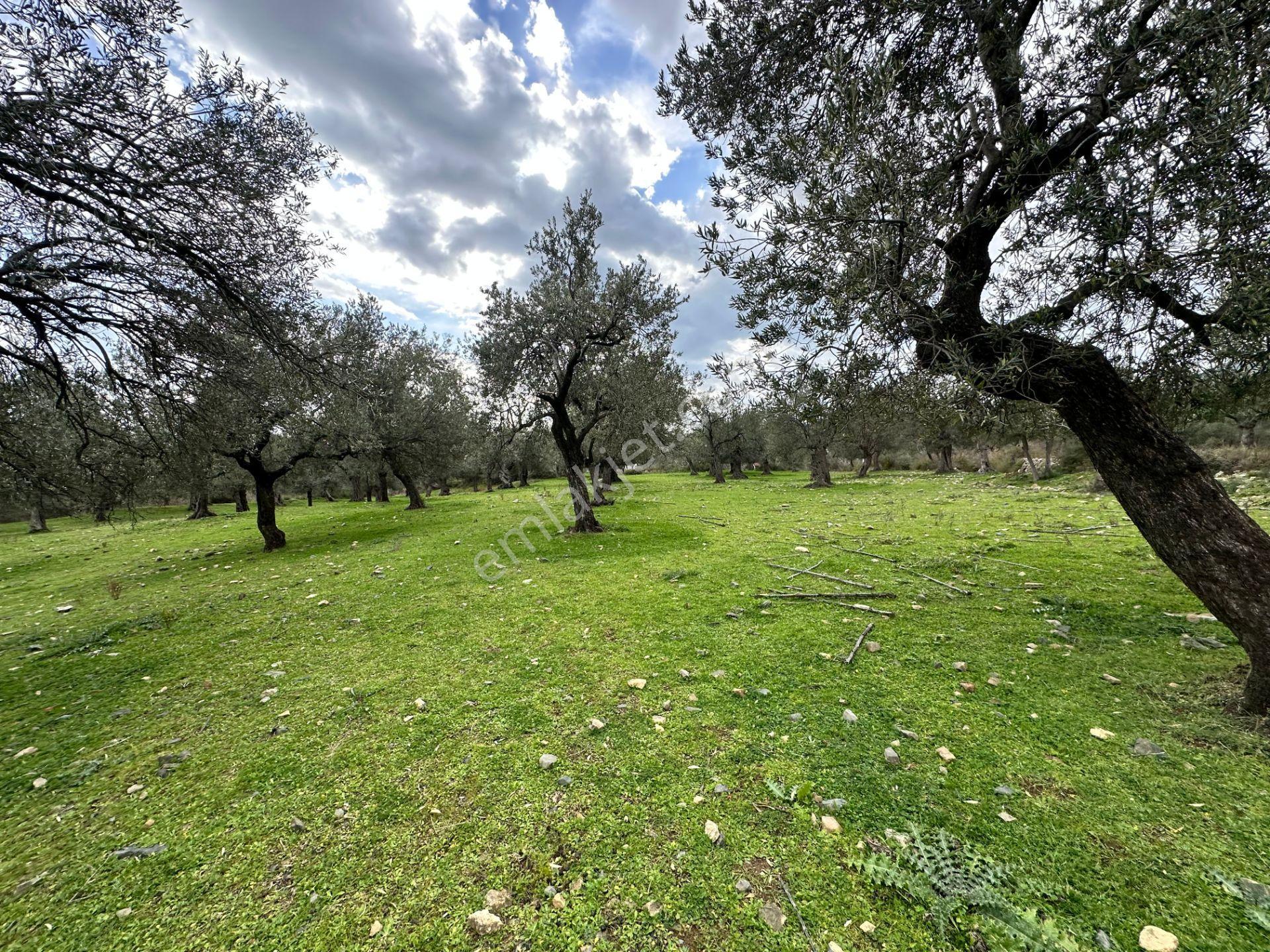 ▀▄mera Emlaktan Kazdağları Güre Mah. 16 Villalık 3872m2 Net Arsa - Görsel 3