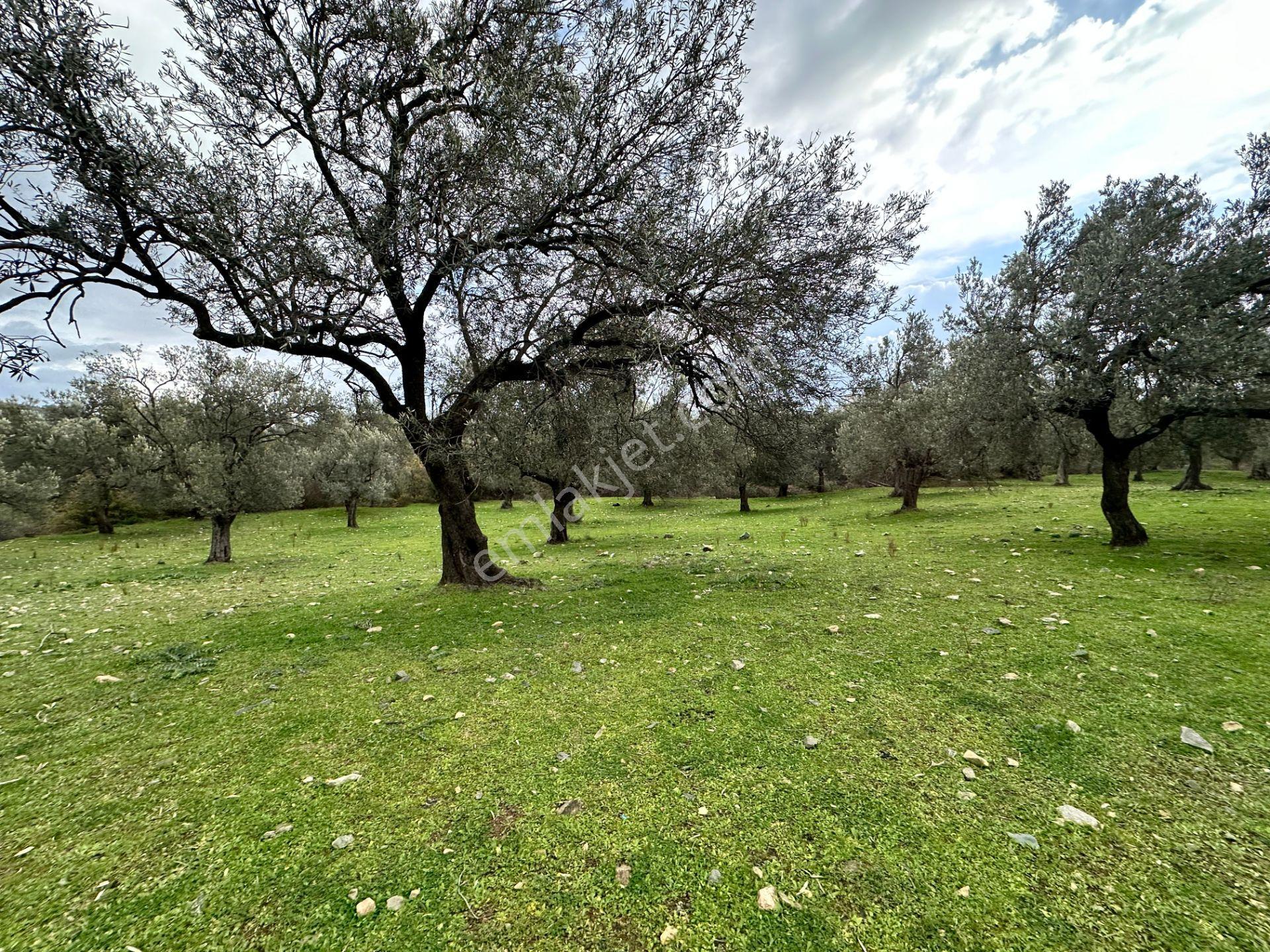 ▀▄mera Emlaktan Kazdağları Güre Mah. 16 Villalık 3872m2 Net Arsa - Görsel 19