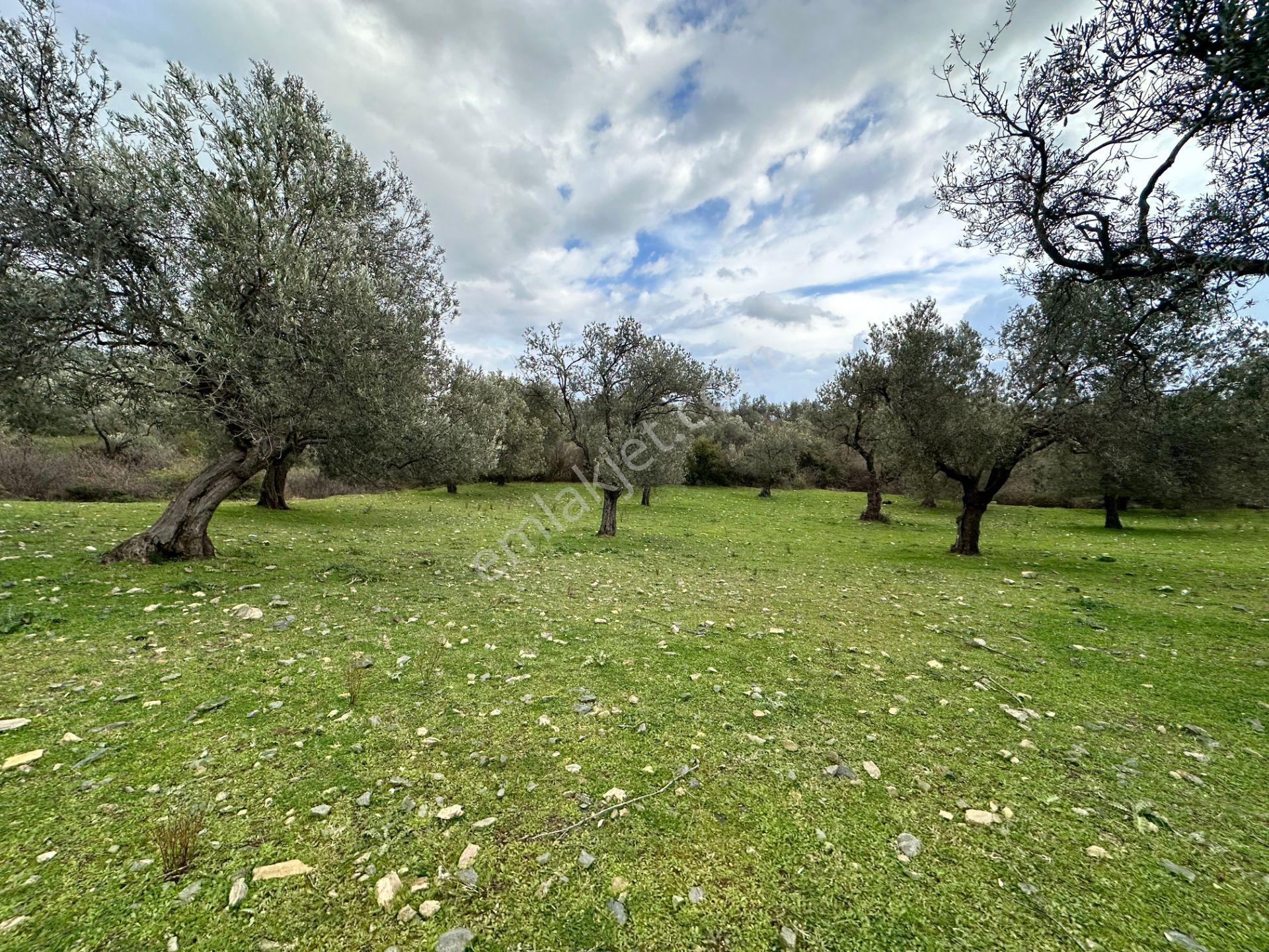 ▀▄mera Emlaktan Kazdağları Güre Mah. 16 Villalık 3872m2 Net Arsa - Görsel 24