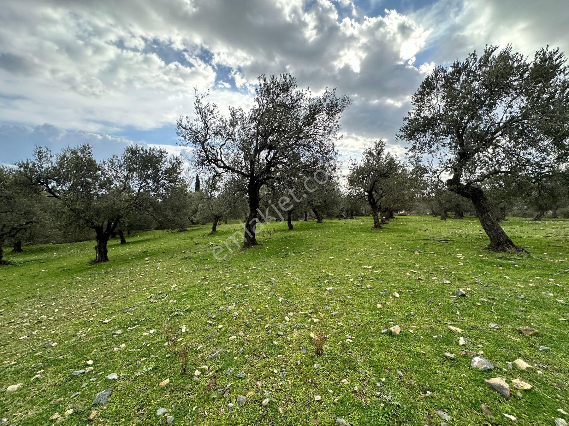 ▀▄mera Emlaktan Kazdağları Güre Mah. 16 Villalık 3872m2 Net Arsa - Görsel 30