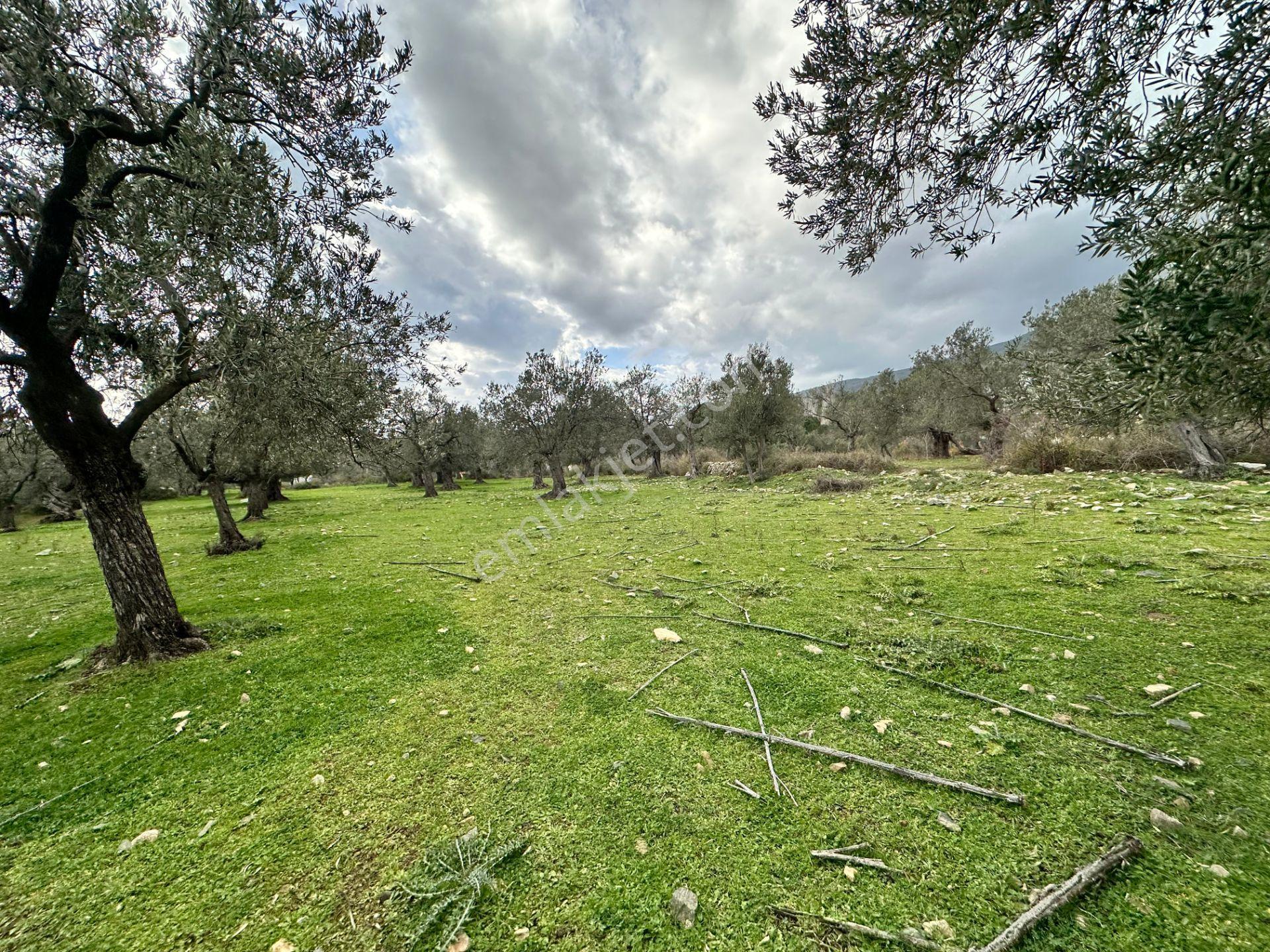 ▀▄mera Emlaktan Kazdağları Güre Mah. 16 Villalık 3872m2 Net Arsa - Görsel 14