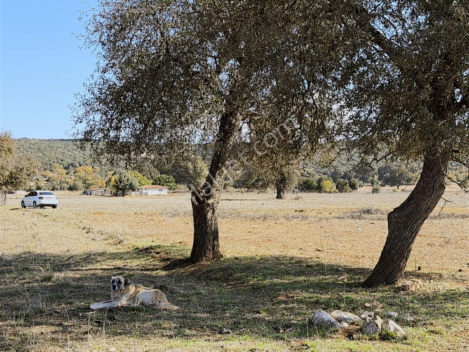 Kaş Mega Dan Çerler De Müstakil 4.500 M2 Parsel - Görsel 10