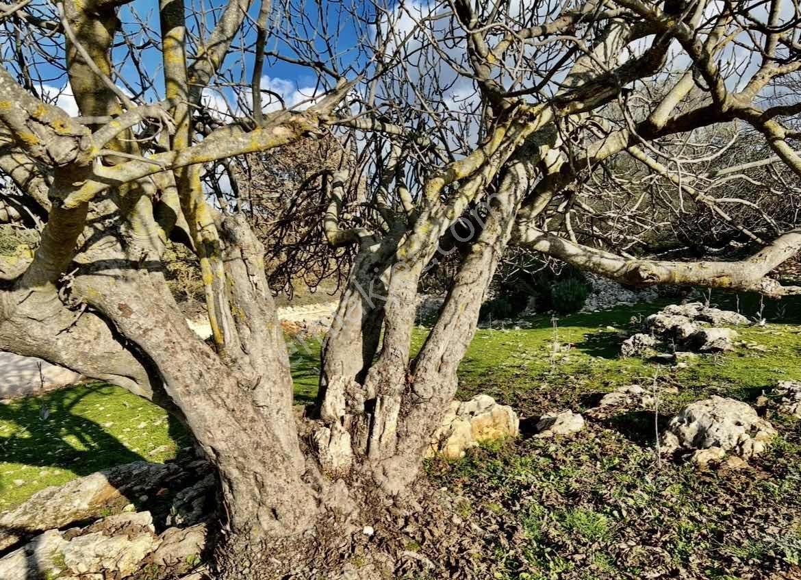 Kaş Ta Doğayla İçiçe Taş Ev Ve 1.850 M2 Bahçesi Gökçeyazı - Görsel 21