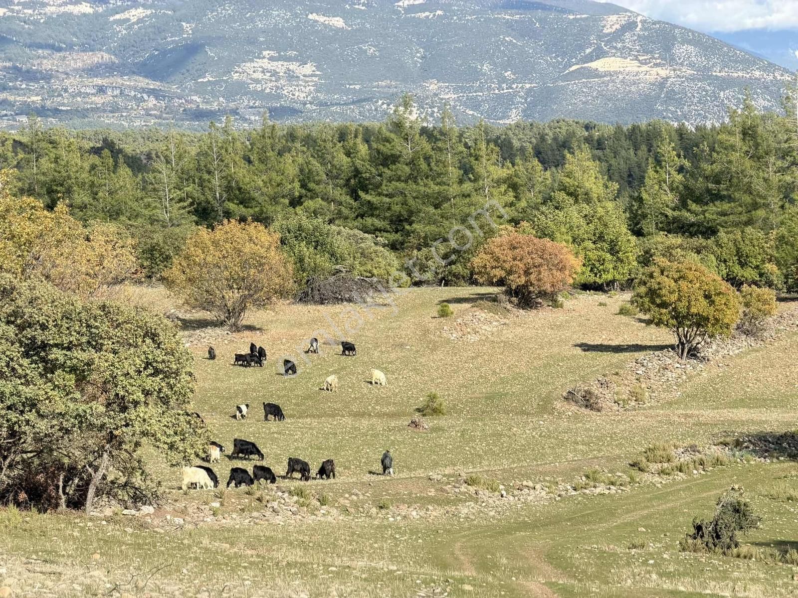 Kaş Ortabağ Da Müstakil 4.500 M2 Parsel - Görsel 10