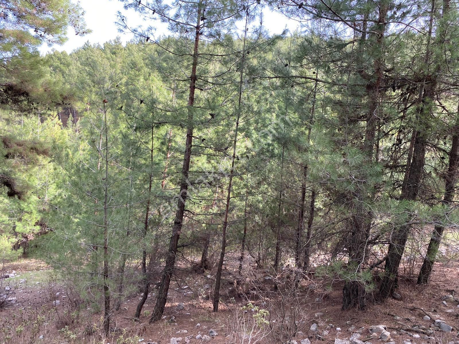 Ağlasun Çamlıdere Köyünde Satılık Fırsat Tarla - Görsel 4