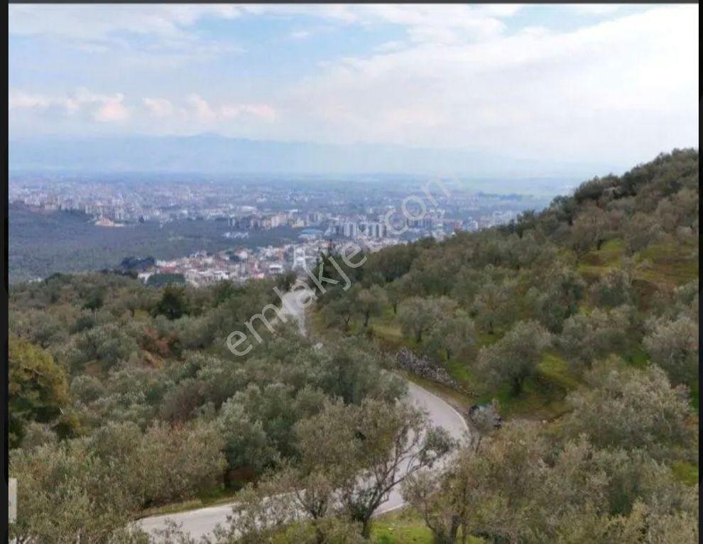 Acil & Satılık Zeytinlik Tarla