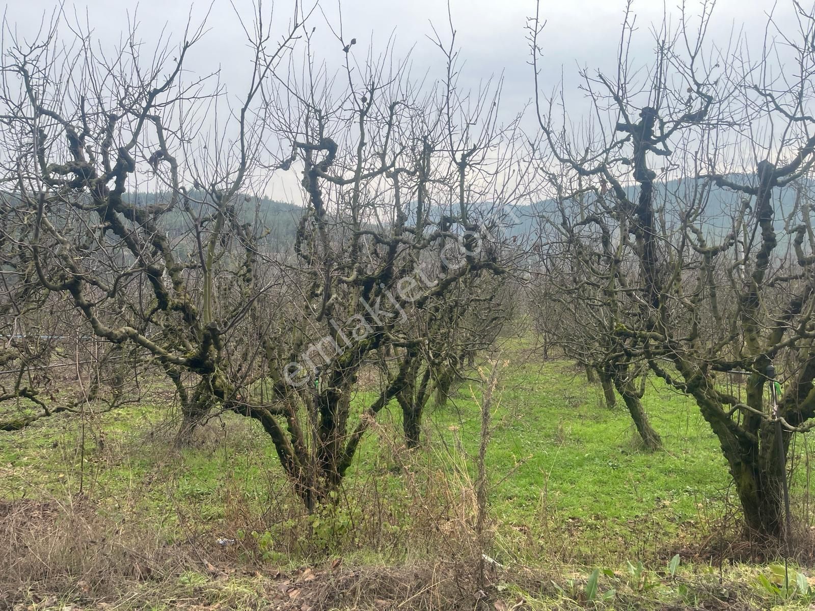 🌿 Sakarya / Geyve / Burhaniye’de Kaçırılmayacak Arsa! - Görsel 9