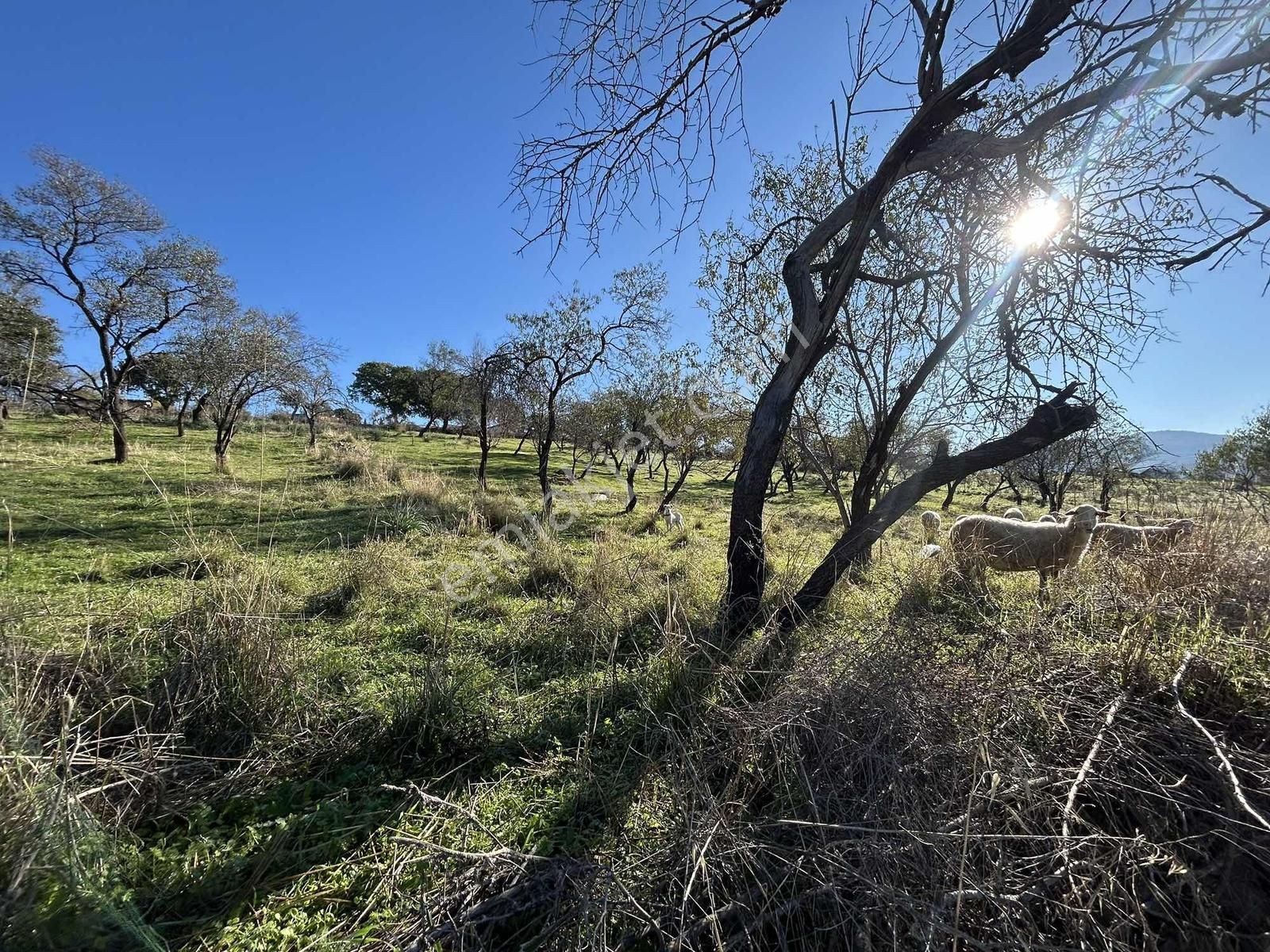 Onmax Bahadınlı'da Satılık 3830 M2 Fırsat Yatırımlık Arsa - Görsel 15