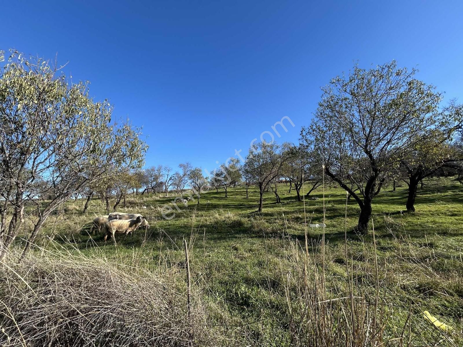 Onmax Bahadınlı'da Satılık 3830 M2 Fırsat Yatırımlık Arsa - Görsel 5
