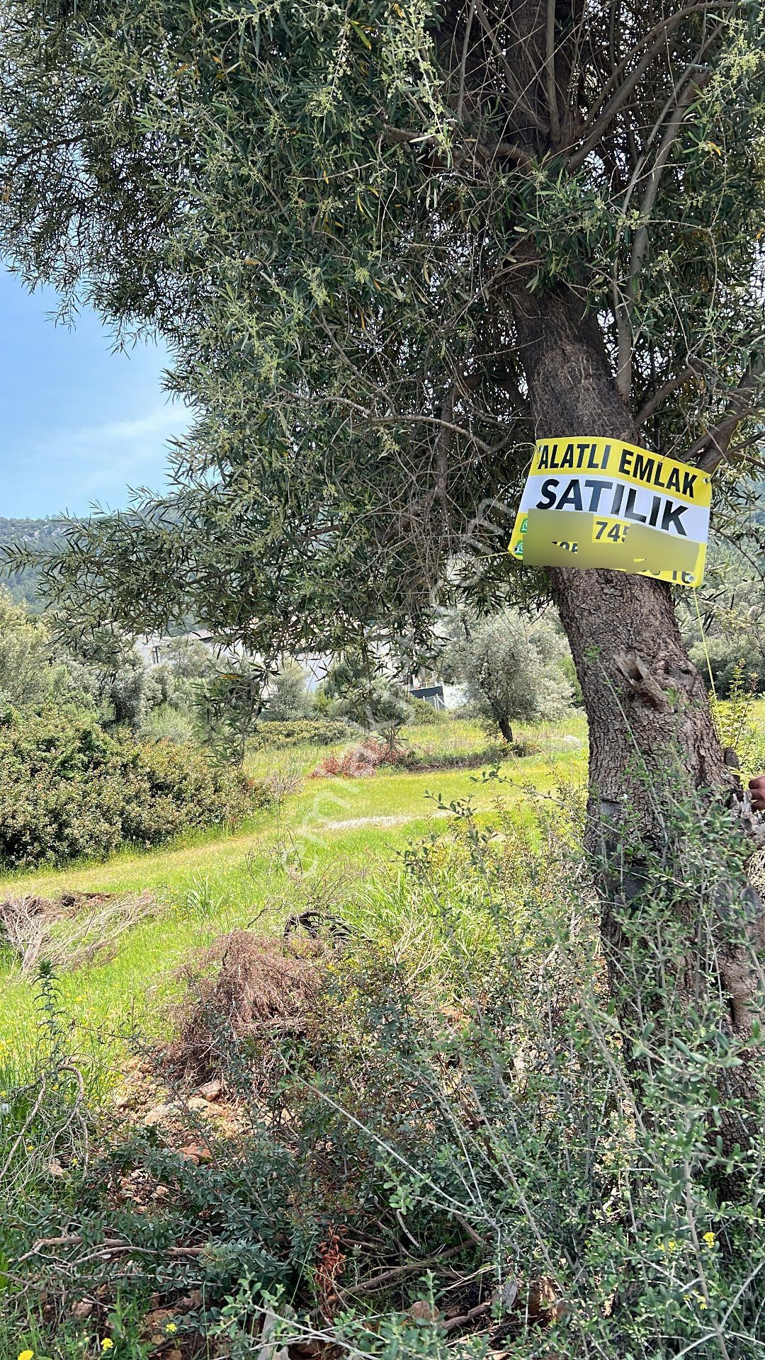 Didim Akbük Denize 450 Metre Müstakil Villa Arsası