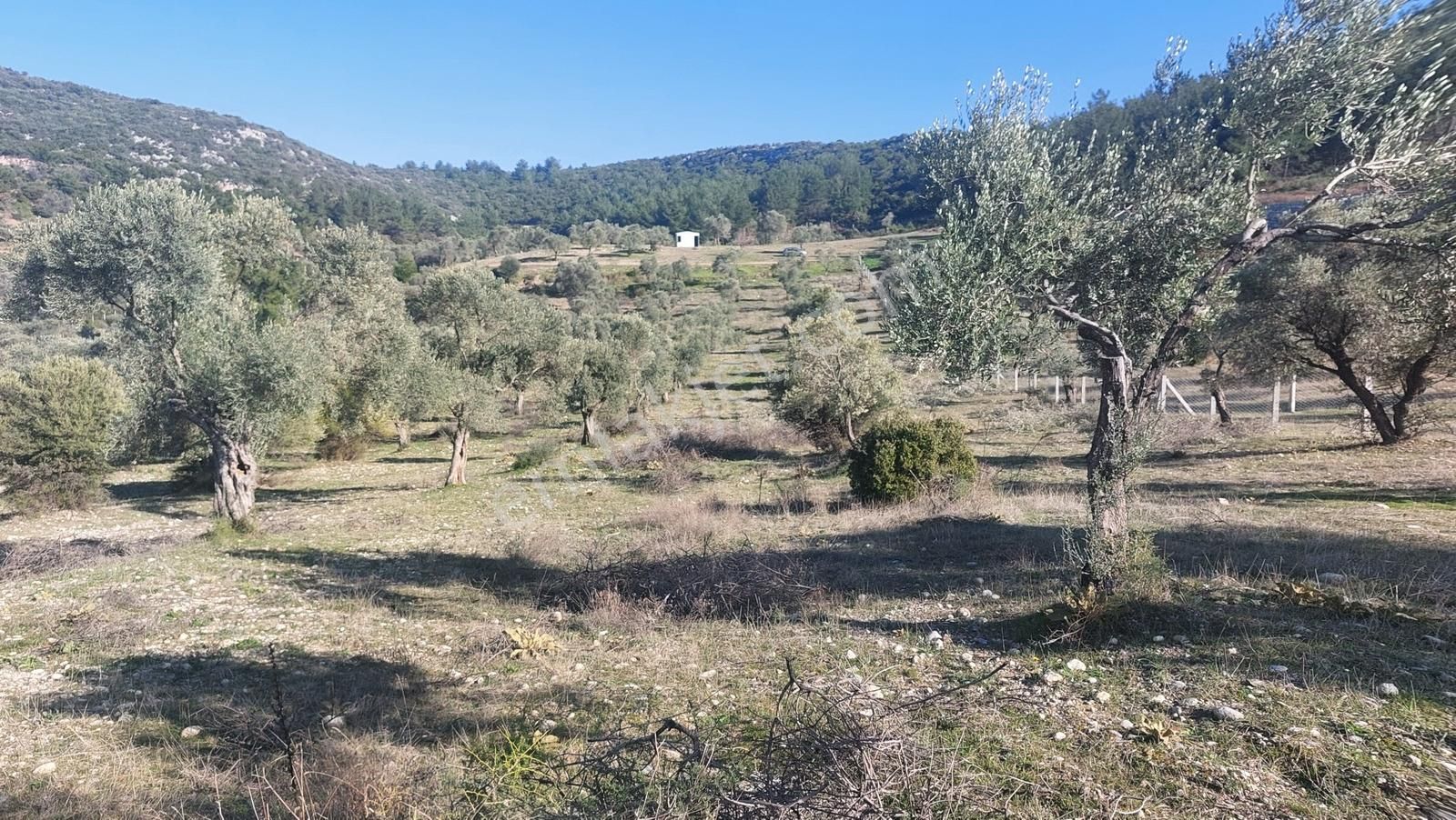 Torbalı Demirciköy De 6,702m2 Zeytinli Tarla - Görsel 3