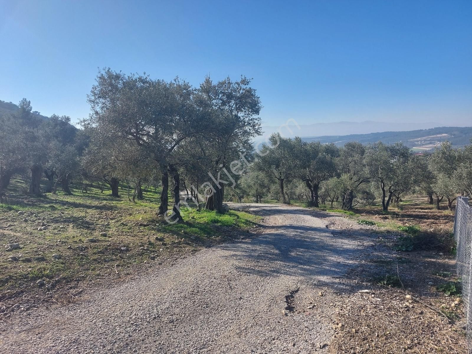 Torbalı Demirciköy De 6,702m2 Zeytinli Tarla - Görsel 9