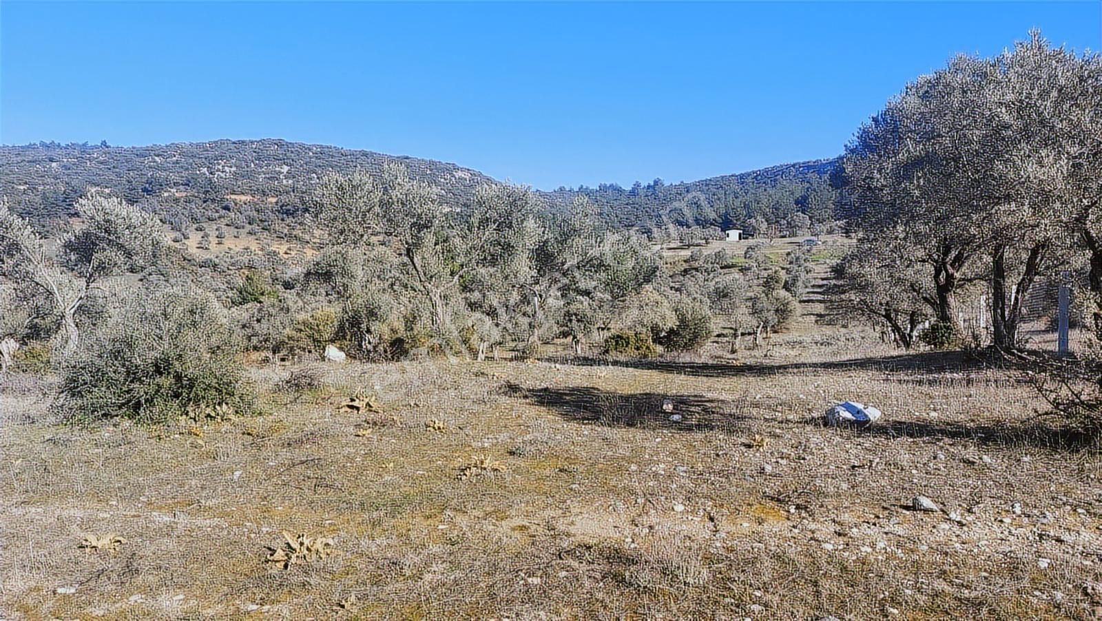 Torbalı Demirciköy De 6,702m2 Zeytinli Tarla - Görsel 5