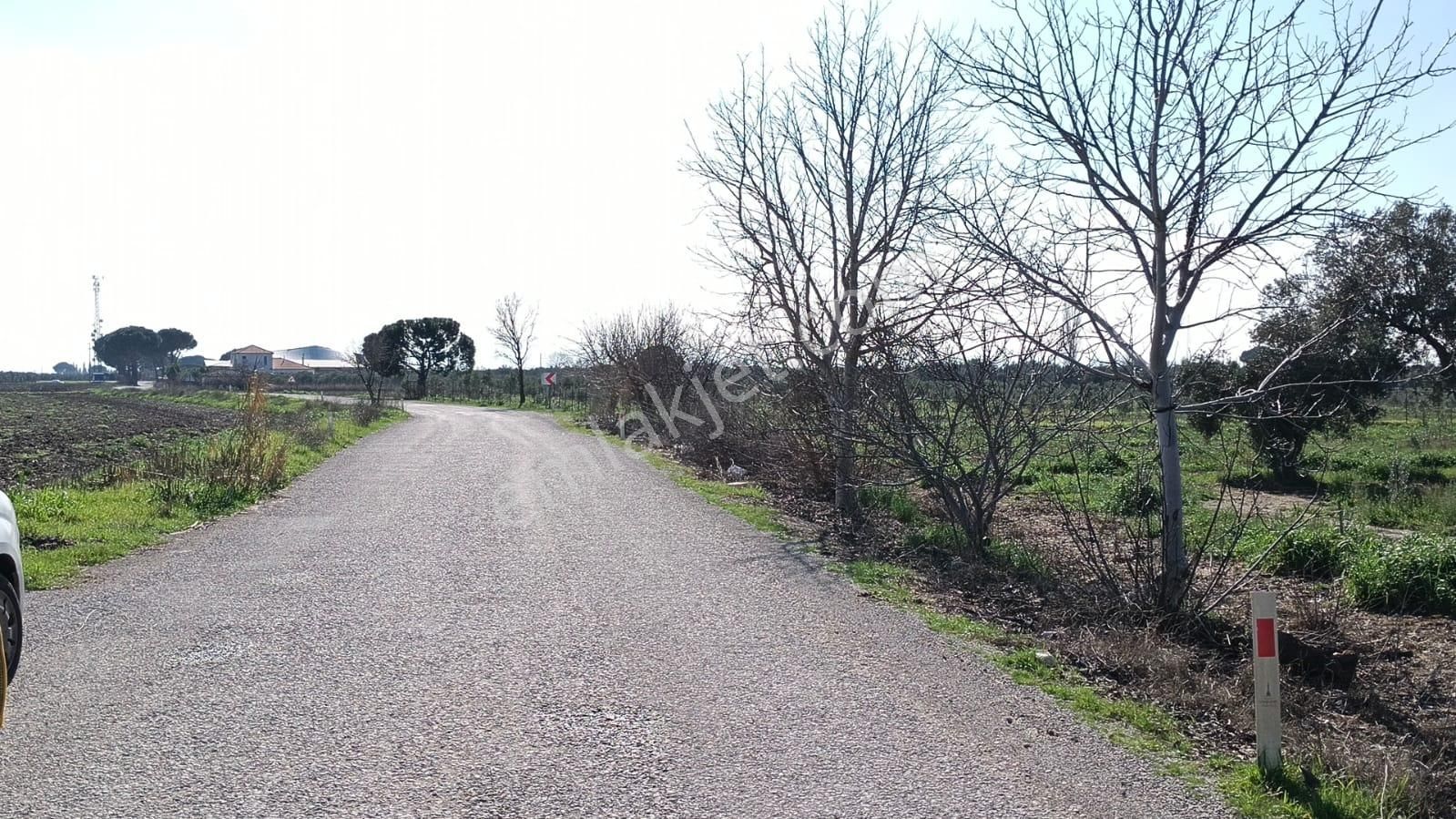 Bergama Aziziye'de Hobi Bahçeşi Olarak Kullanılacak 2100 M2 Zeytinlik - Görsel 3