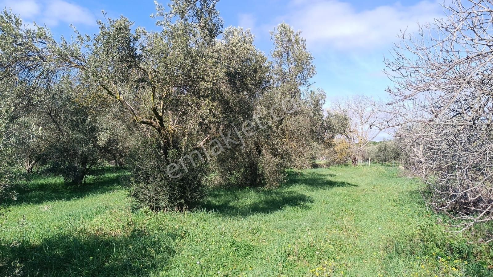 Bergama Aziziye'de Hobi Bahçeşi Olarak Kullanılacak 2100 M2 Zeytinlik - Görsel 11