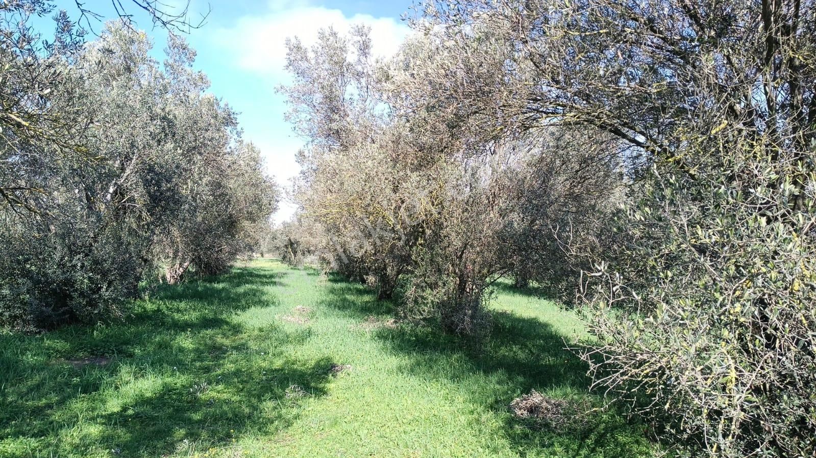 Bergama Aziziye'de Hobi Bahçeşi Olarak Kullanılacak 2100 M2 Zeytinlik - Görsel 13
